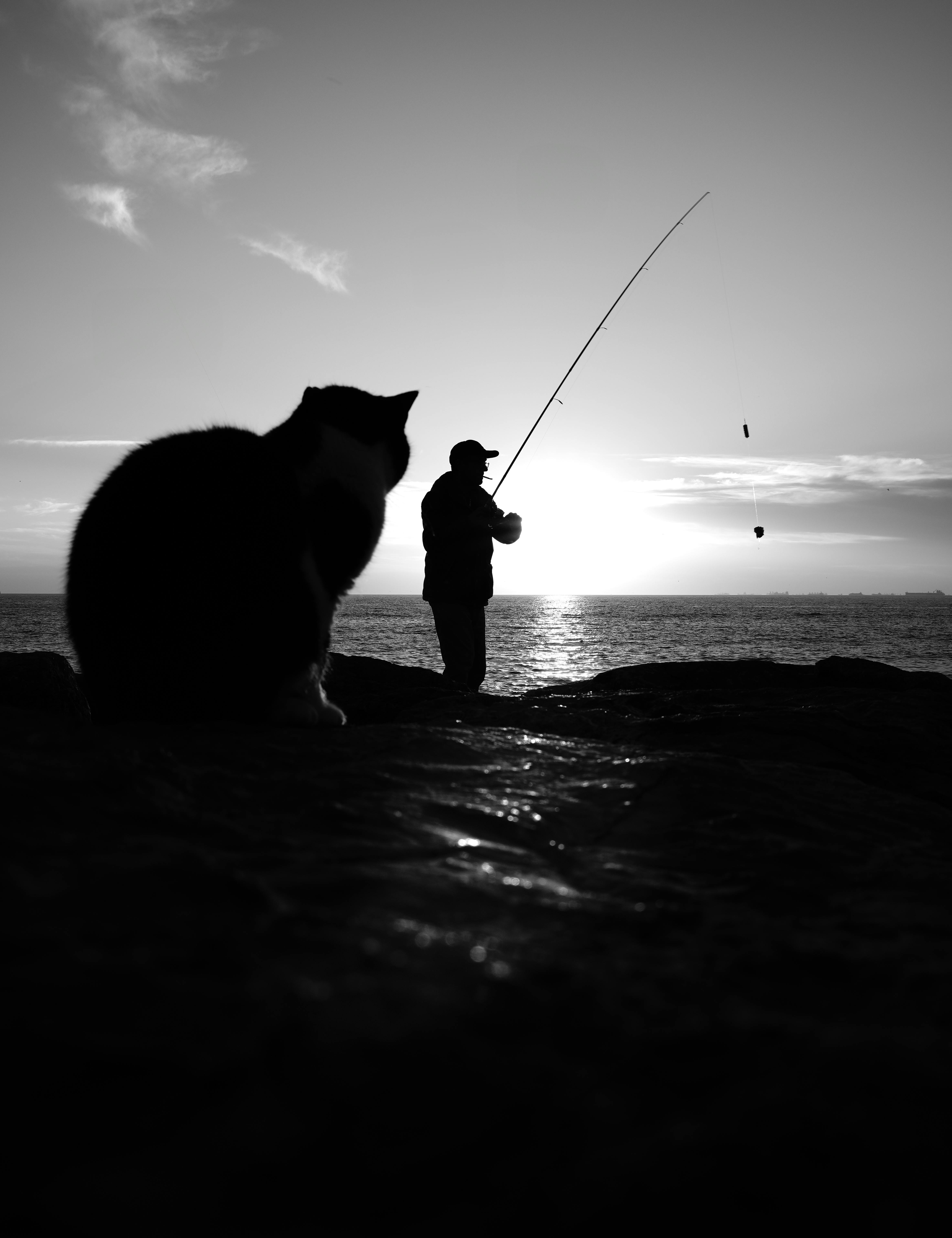 무료 고양이 한 마리가 지켜보는 가운데 어부가 낚싯줄을 던지는 흑백 실루엣 사진이 이스탄불 해안의 석양 아래에서 포착되었다. 스톡 사진