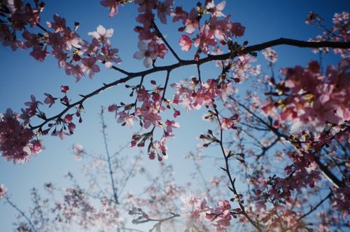 Free Stunning cherry blossoms in bloom set against a clear blue sky, capturing the essence of spring. Stock Photo