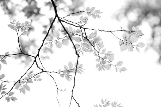 Elegant black and white photo of tree branches with leaves against a bright background.