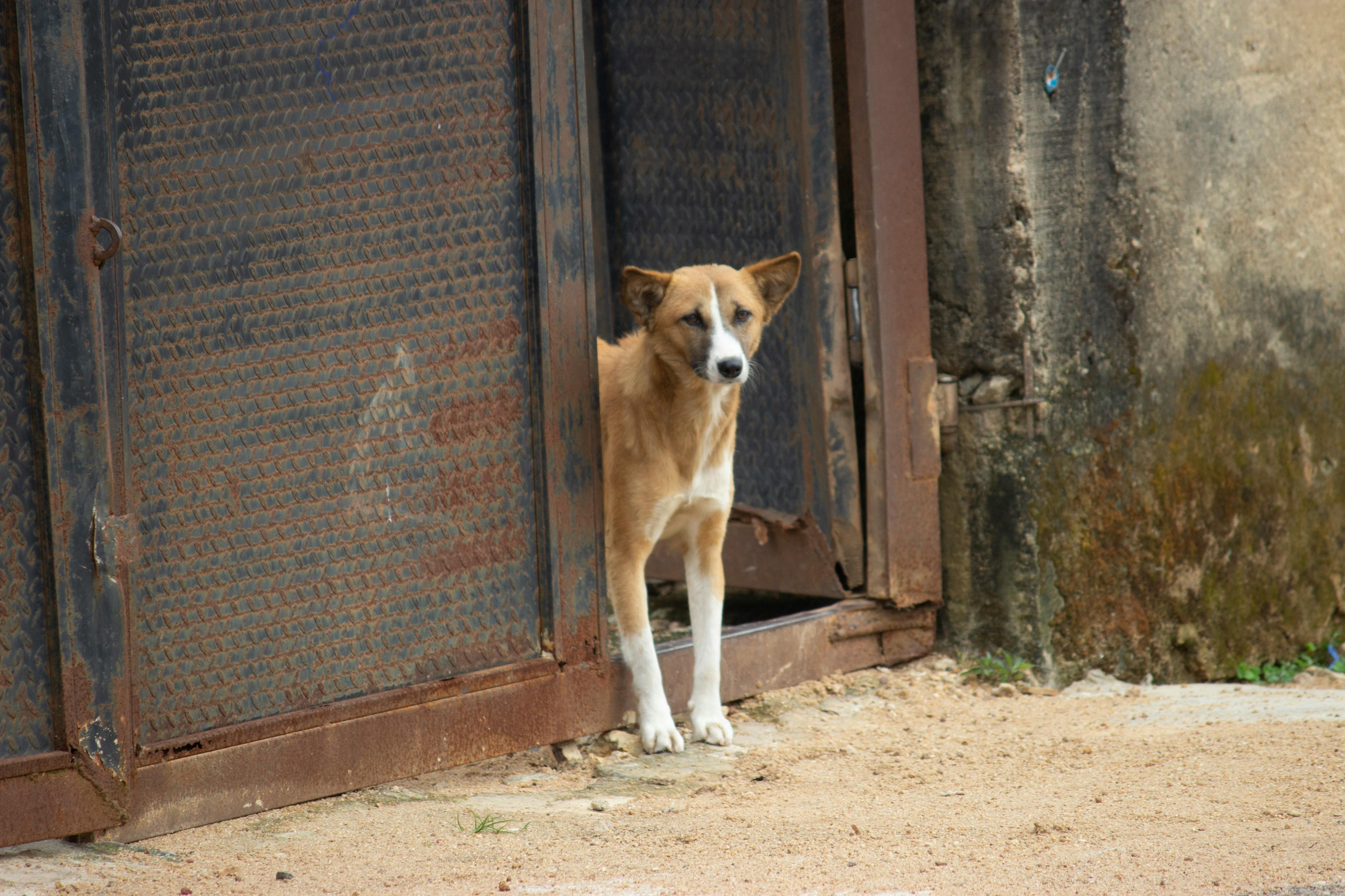 A lonely stray dog stands beside a rusty metal fence, evoking a sense of melancholy.