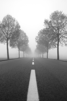 A misty road lined with trees extends into the dense fog in Vogau, Austria.