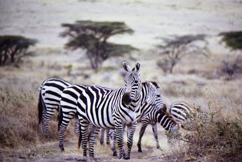 Zebras Standing Near Brown Grass