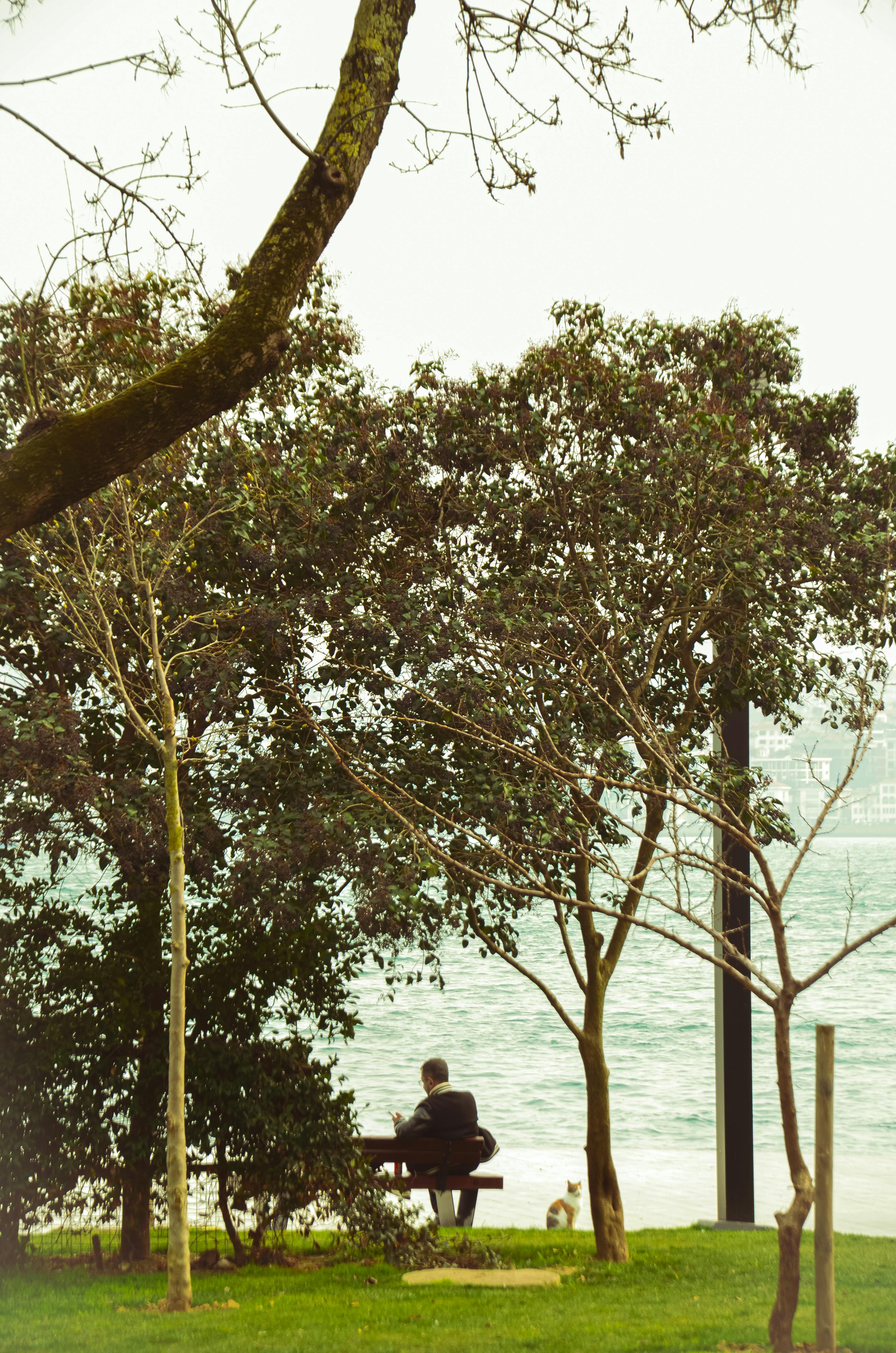 Free A person sits alone on a park bench by the water, surrounded by trees, evoking tranquility. Stock Photo