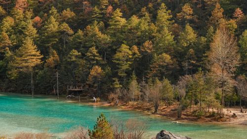 Free Tranquil view of a forest meeting a striking turquoise lake in Lijiang, China. Stock Photo