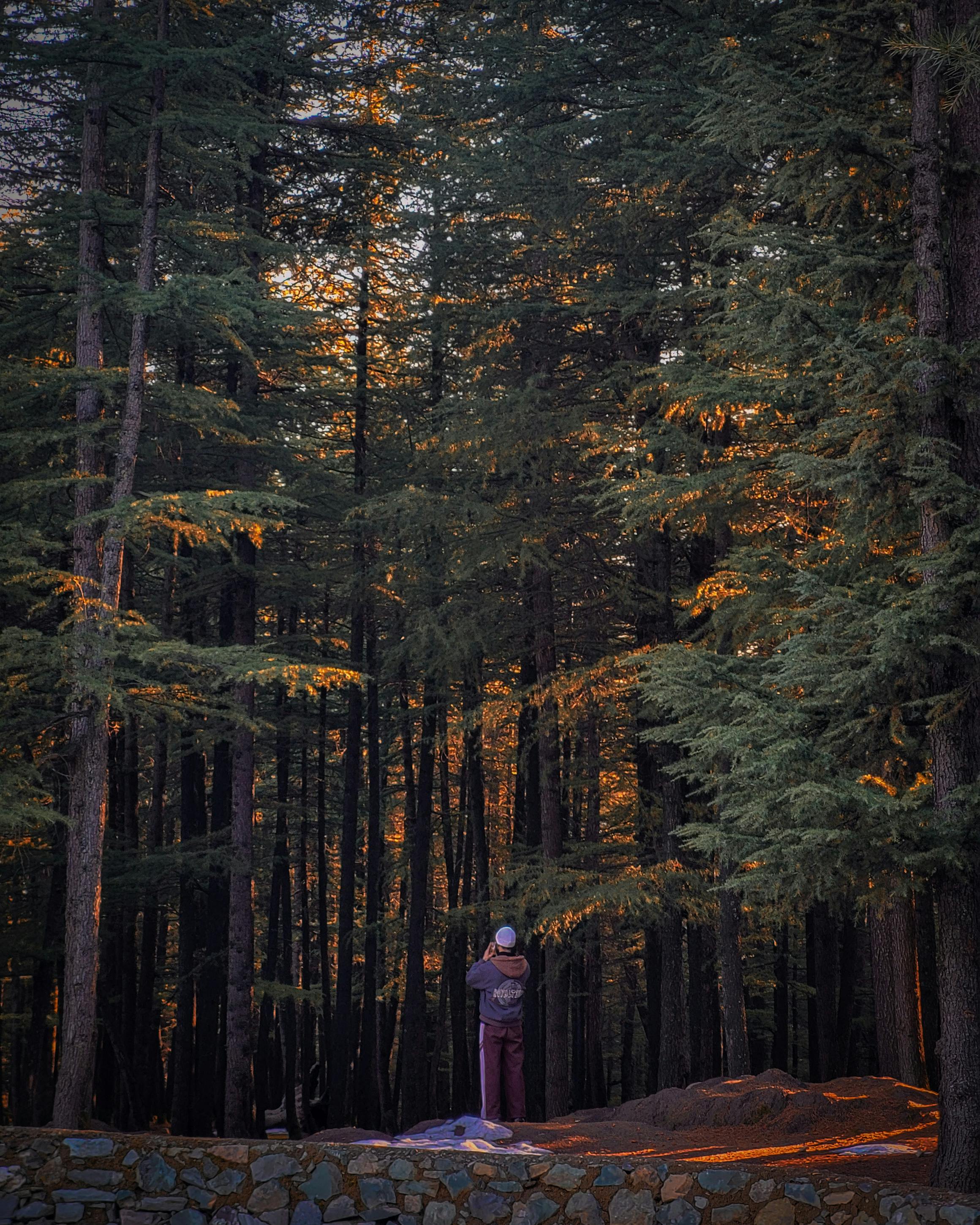 Gratuit Une personne se tient debout dans une forêt paisible au coucher du soleil, entourée de grands arbres et d'une lumière chaude. Photos