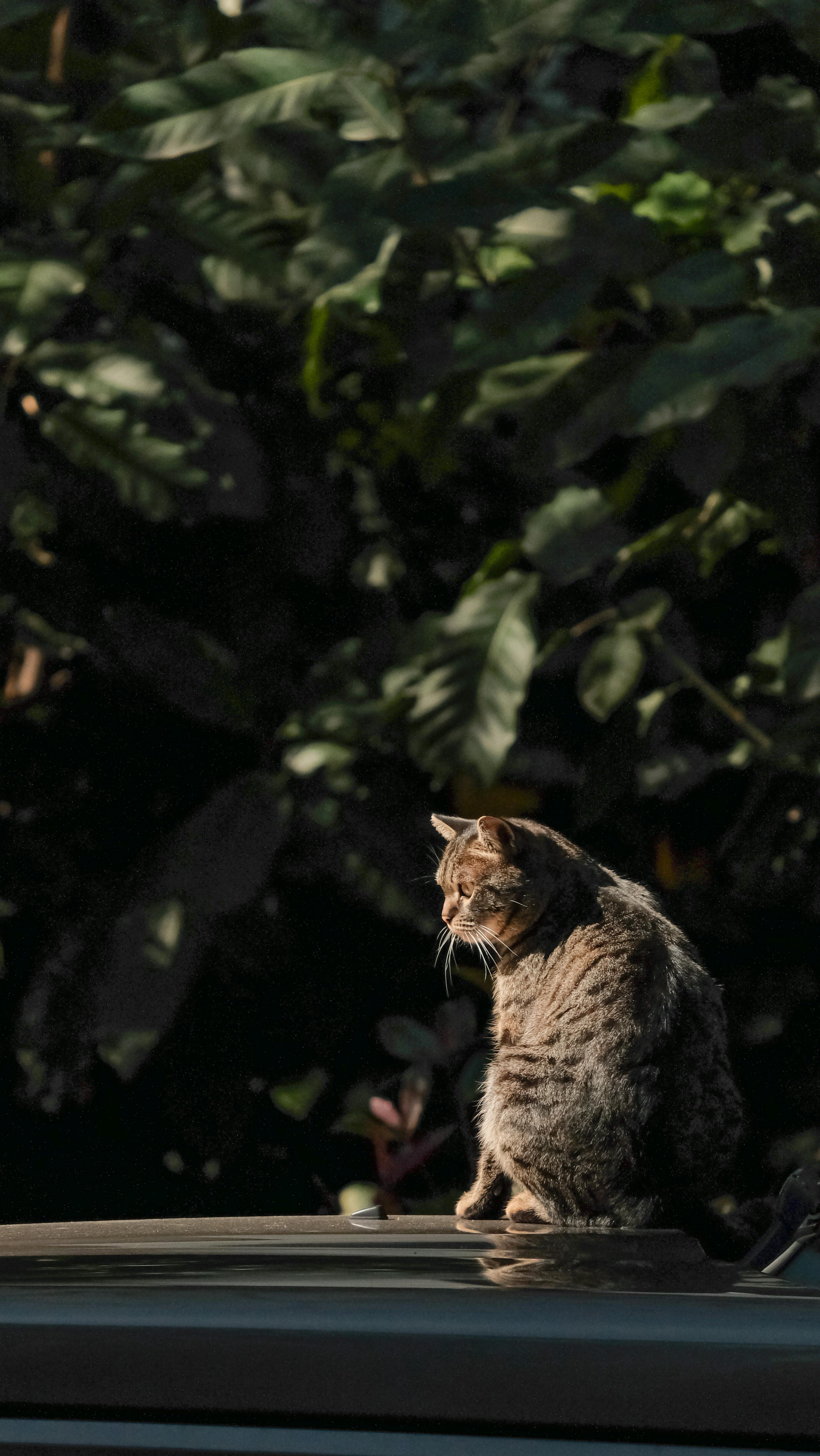 Gratis Un gato atigrado sentado en el techo de un coche, rodeado de exuberante vegetación verde y bañado por la luz del sol. Foto de stock
