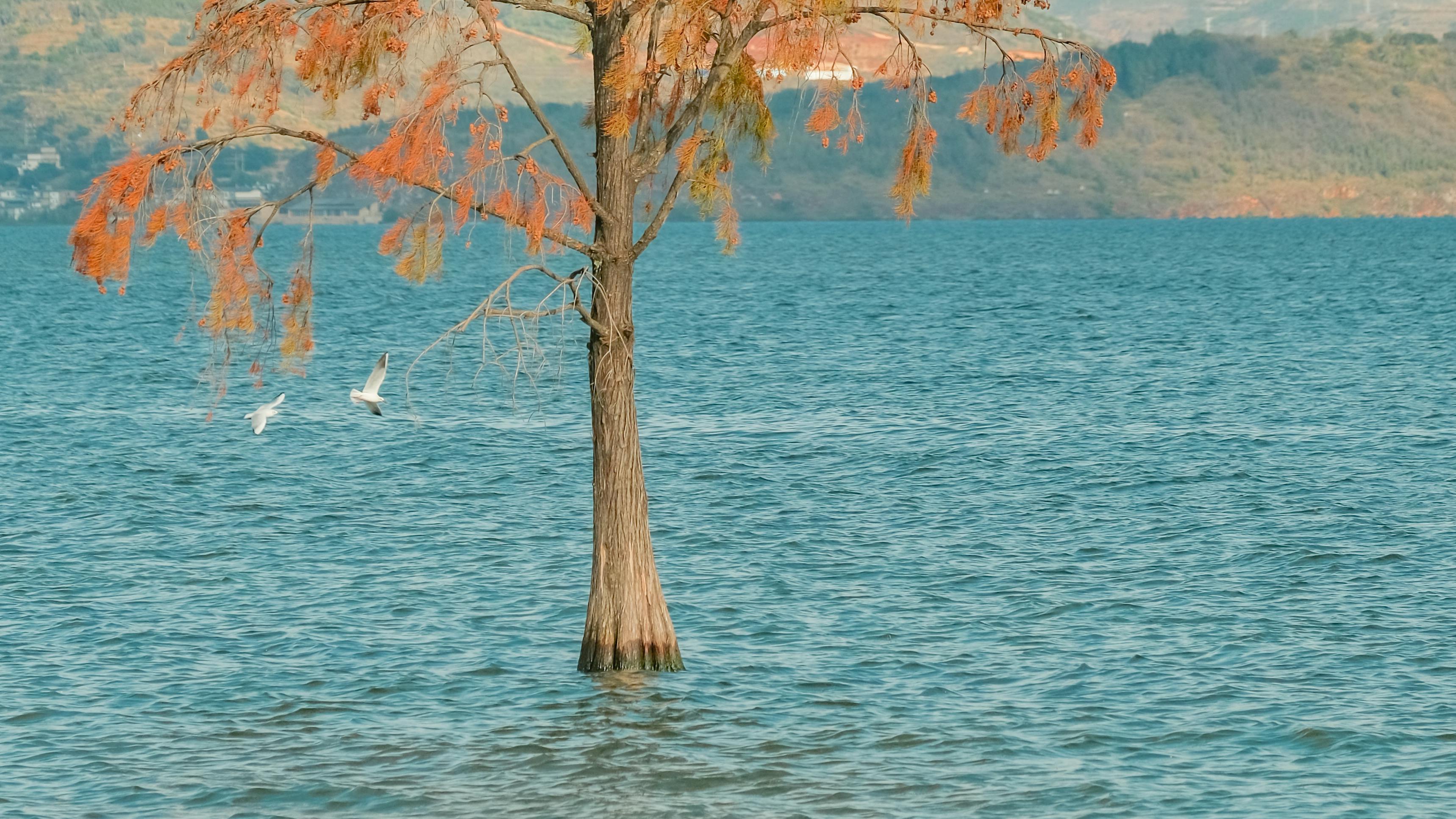 gratis Een betoverend uitzicht op een boom in het Erhai-meer bij Dali, Yunnan, China, met vogels die erlangs zweven. Stockfoto