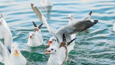 Vibrant Seagulls Swimming in Lake Dianchi, Yunnan