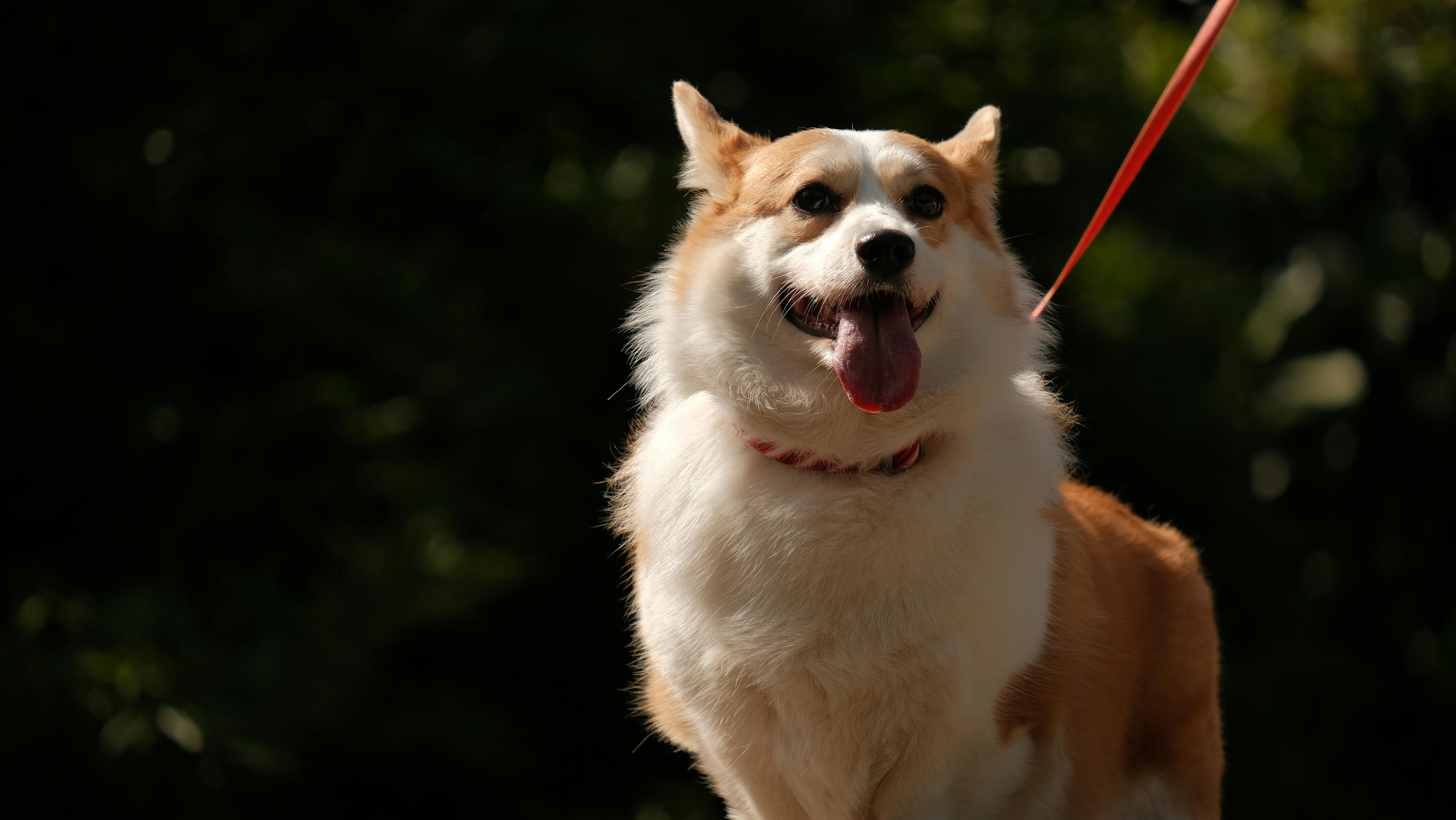Gratuit Un adorable corgi profite d'une promenade à Dali, dans la province du Yunnan, en Chine. Photos