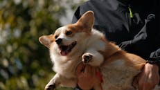Happy Corgi Being Held Outdoors in Dali, China