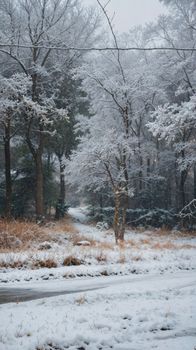 Tranquil snow-covered path through a wintry forest setting.