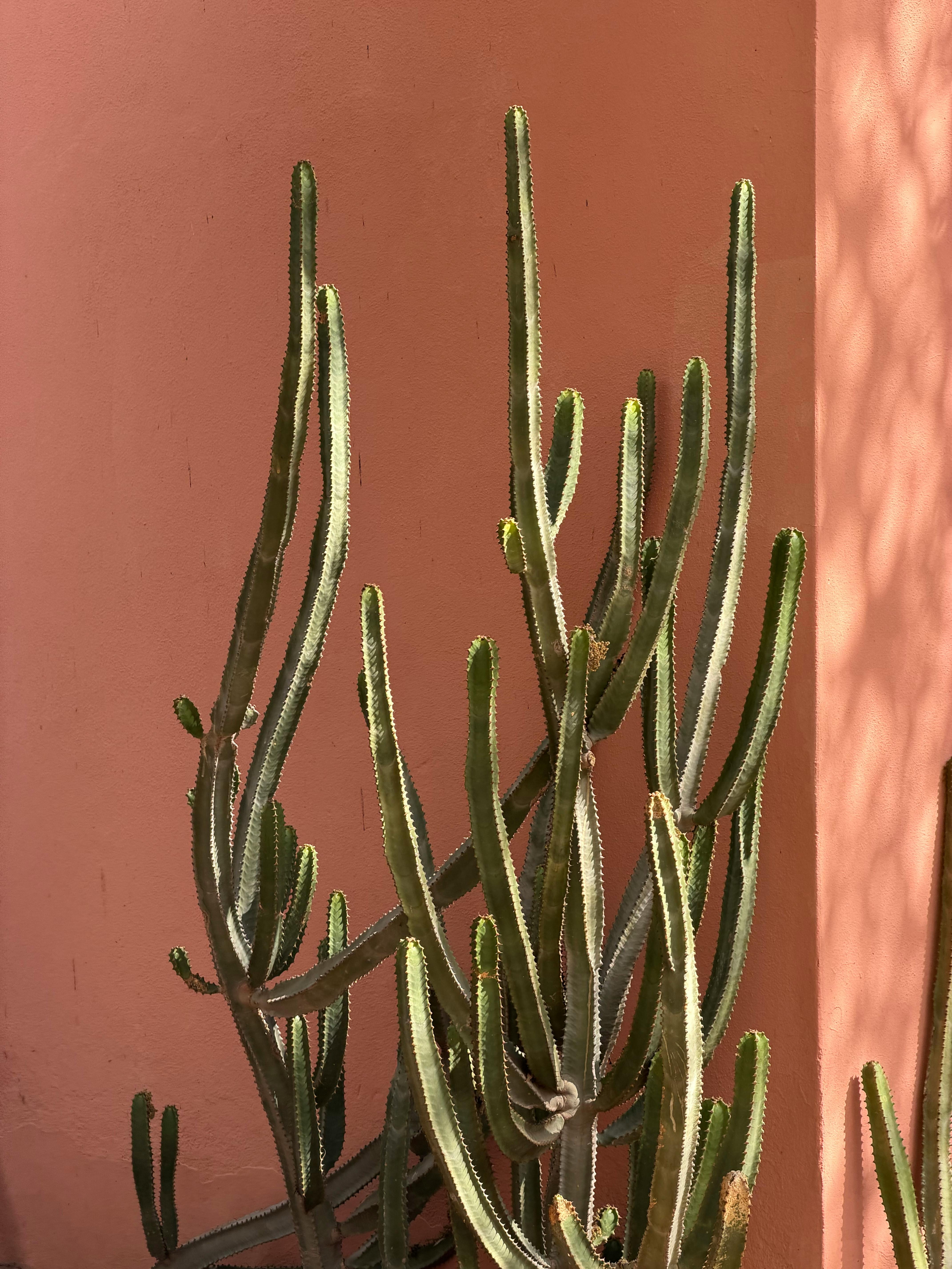 Gratuit Cactus vibrant care proiectează umbre pe un perete roz în Marrakech, Maroc. Fotografie de stoc