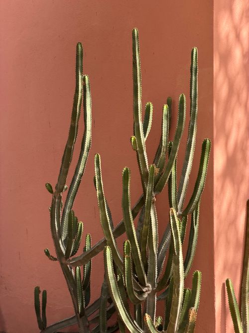 Free Vibrant cactus casting shadows on a pink wall in Marrakech, Morocco. Stock Photo