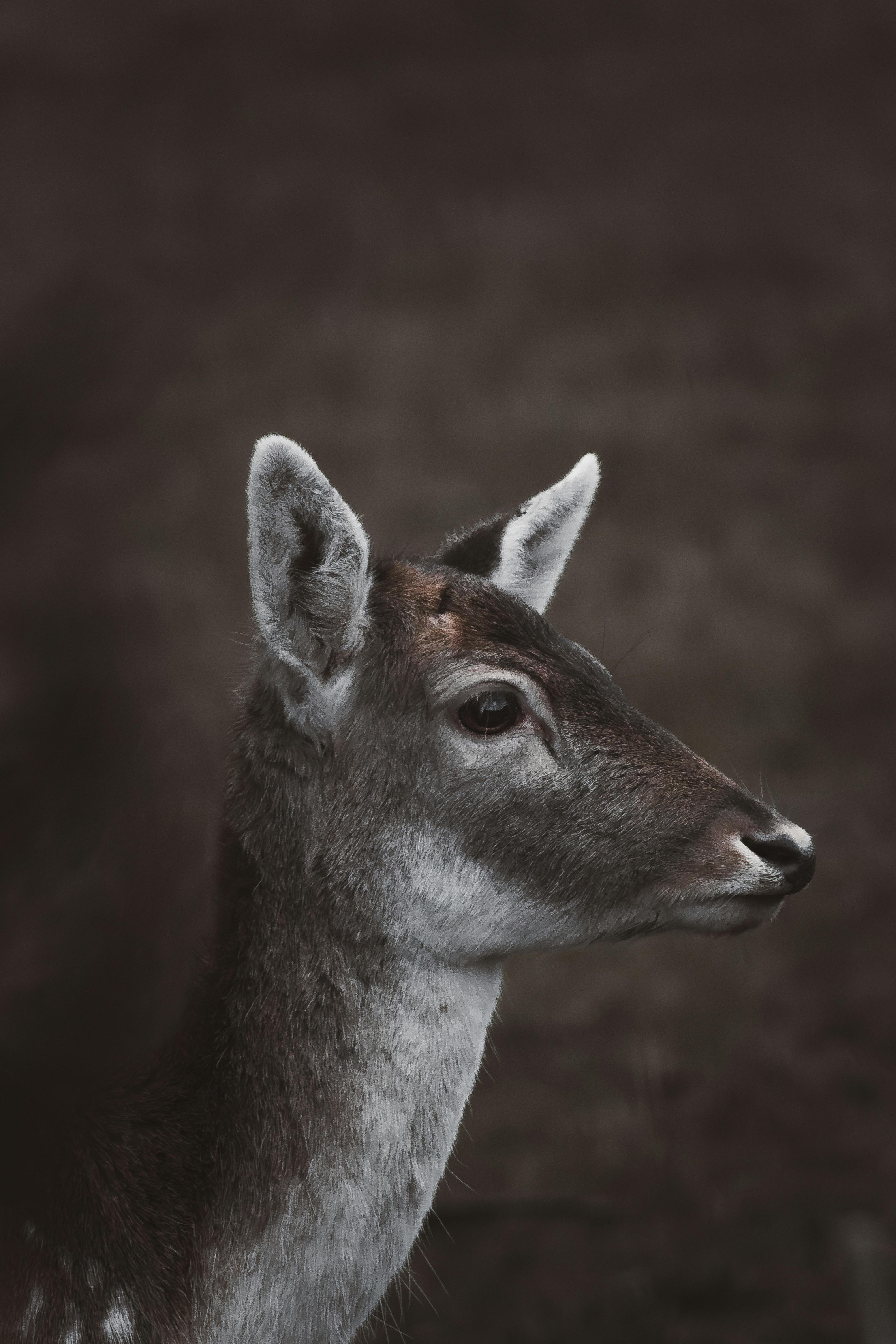Free Close-up portrait of a young deer captured in its natural habitat with a neutral background. Stock Photo