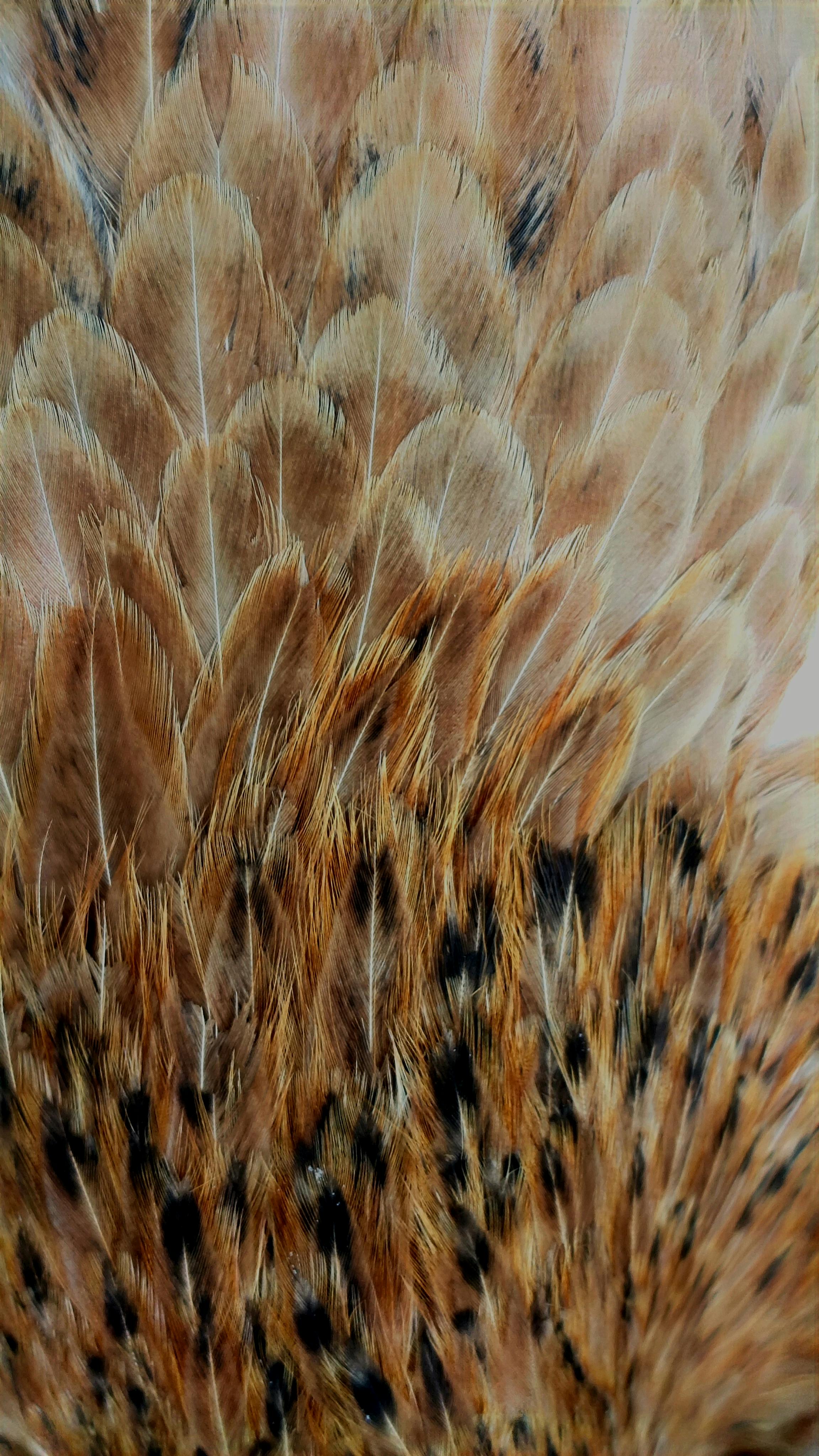 無料 斑点模様の鳥の羽を詳細に観察した画像。自然な模様と質感が際立っている。 写真素材