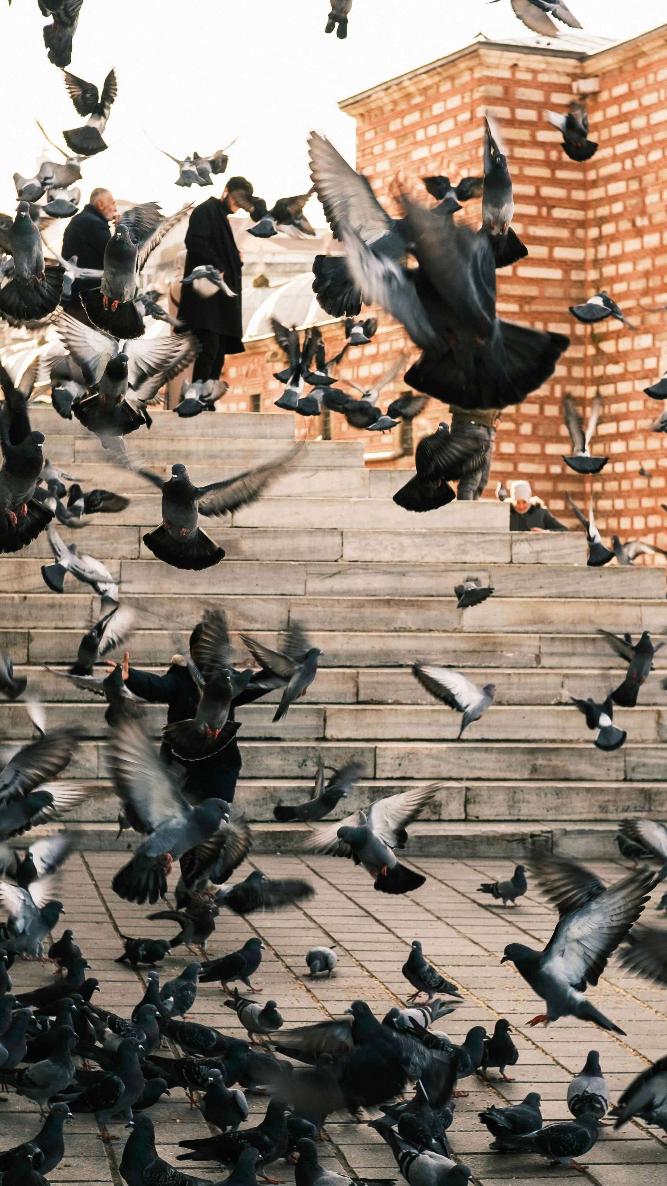 Gratis En dynamisk scene med duer i flukt rundt en steintrapp med mennesker i bakgrunnen. Arkivbilde