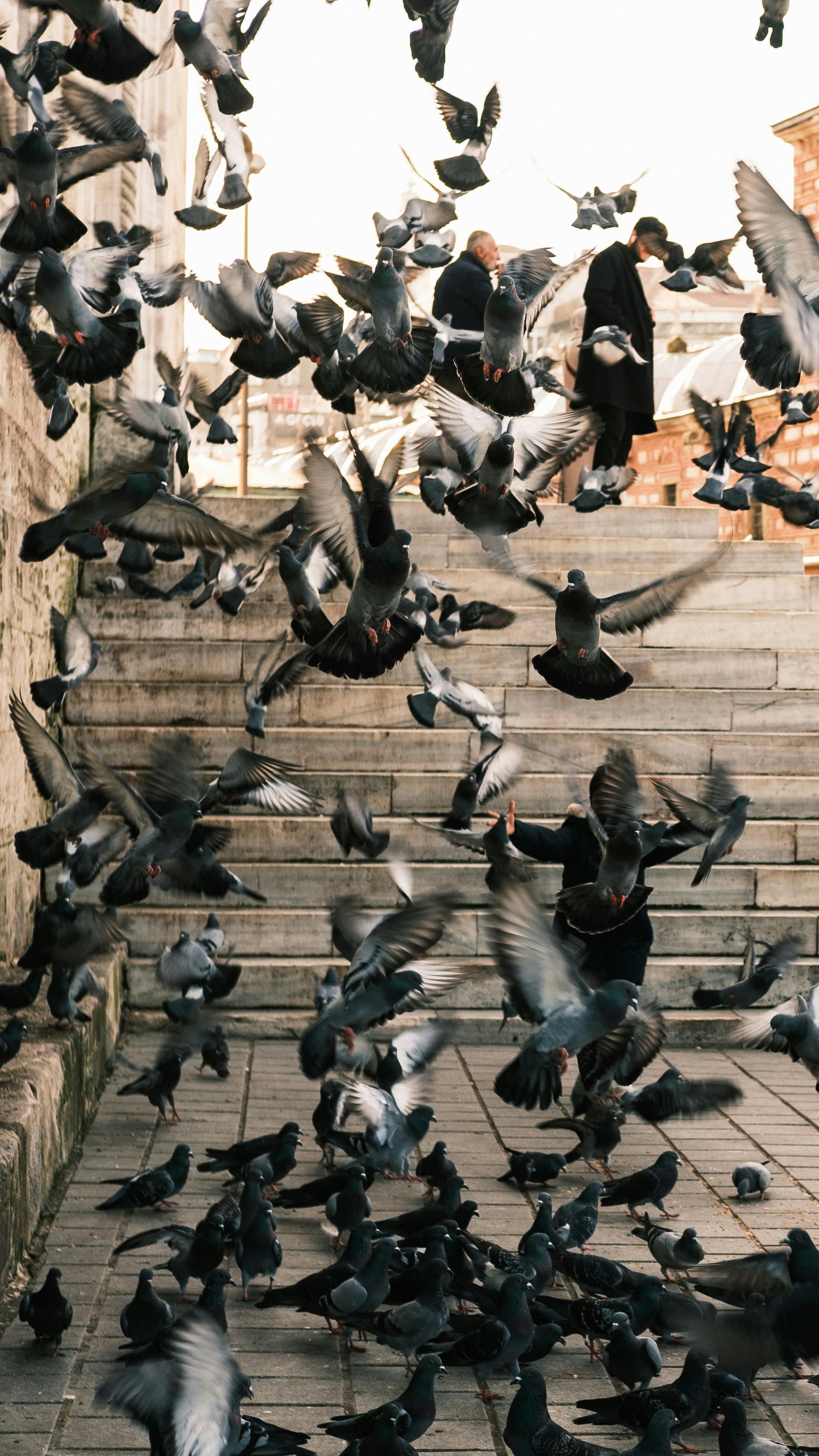 Gratuit Un roi de porumbei își ia zborul pe trepte de piatră, adăugând mișcare fundalului urban. Fotografie de stoc