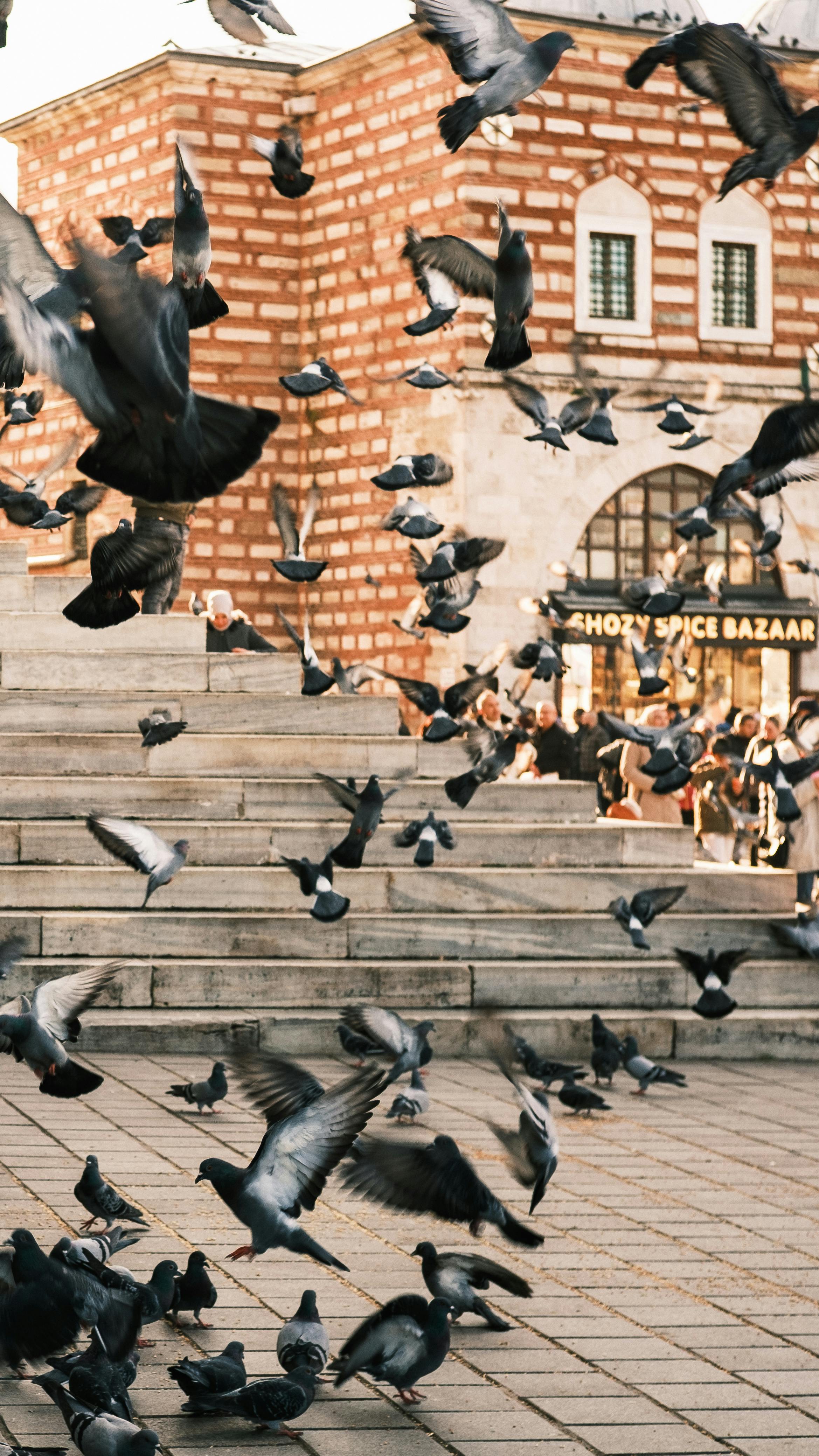 gratis Een zwerm duiven vliegt op in de buurt van de historische specerijenbazaar van Istanbul. Stockfoto