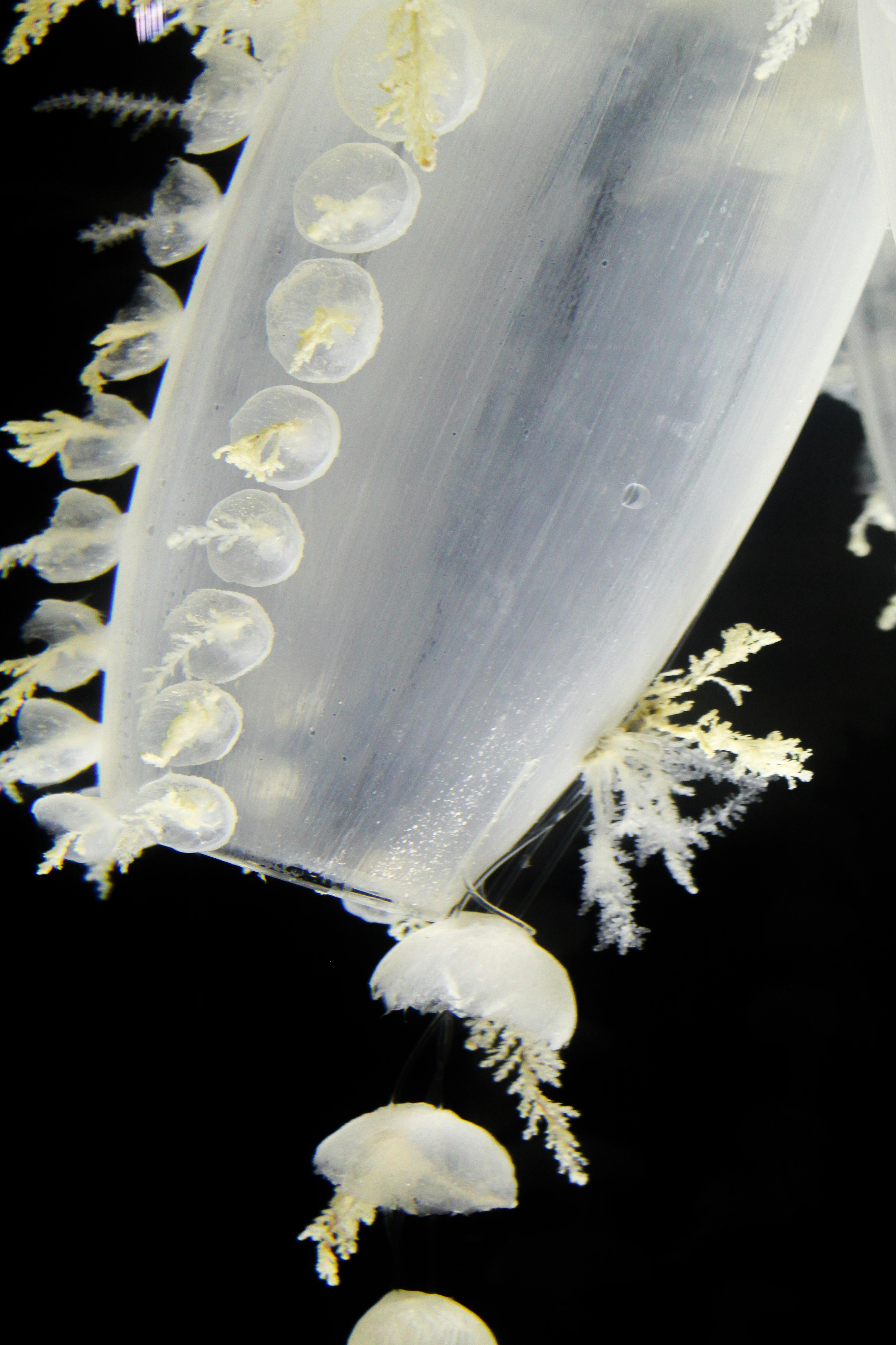 Δωρεάν Λεπτομερής άποψη ημιδιαφανών πλοκαμιών μεδουσών με περίπλοκες υφές σε περιβάλλον ενυδρείου. Φωτογραφία από στοκ φωτογραφιών