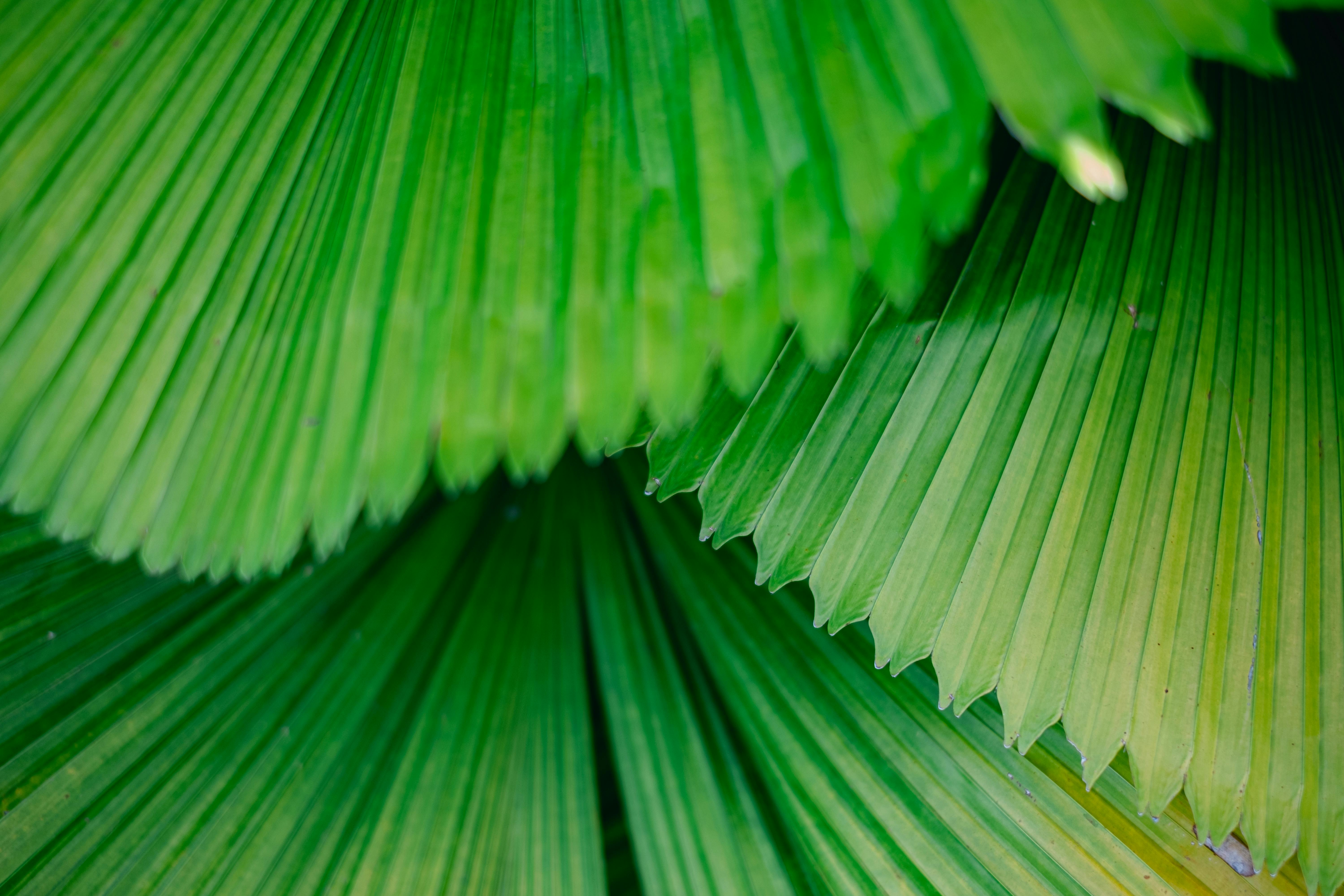 Kostenlos Detailansicht von üppig grünen Palmblättern mit natürlicher Textur und lebendiger Farbe. Stock-Foto