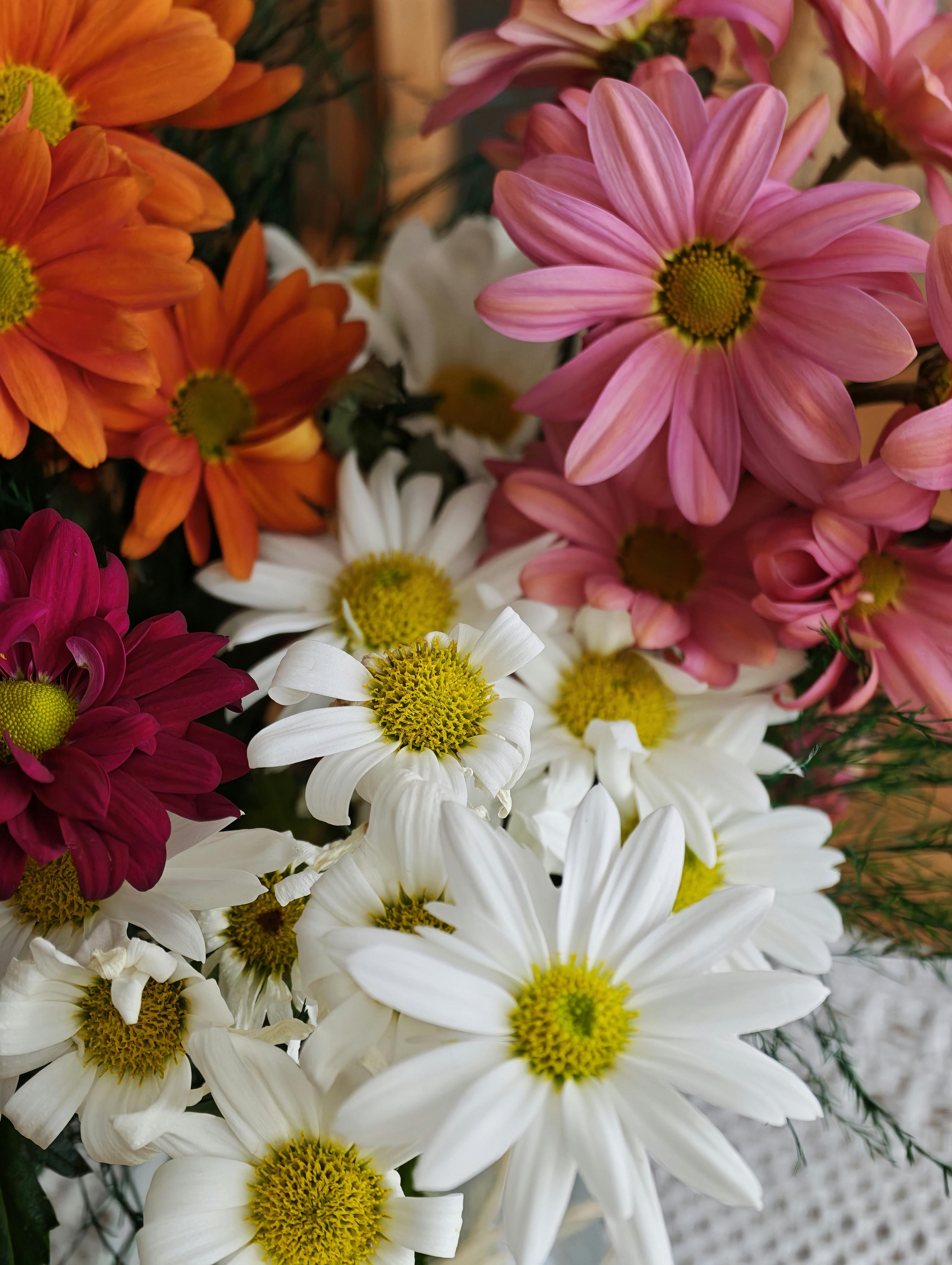 [ColoSach]-vibrant-floral-arrangement-featuring-white-daisies,-pink,-orange,-and-red-chrysanthemums.