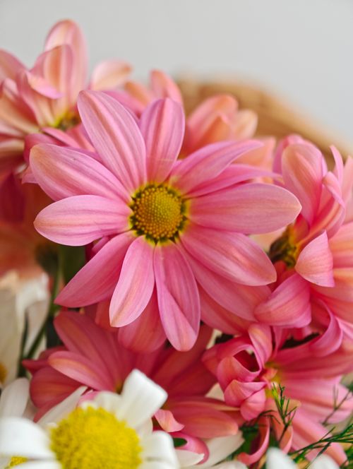 Free Beautiful pink daisies in full bloom with vibrant petals and a bright yellow center, perfect for spring themes. Stock Photo