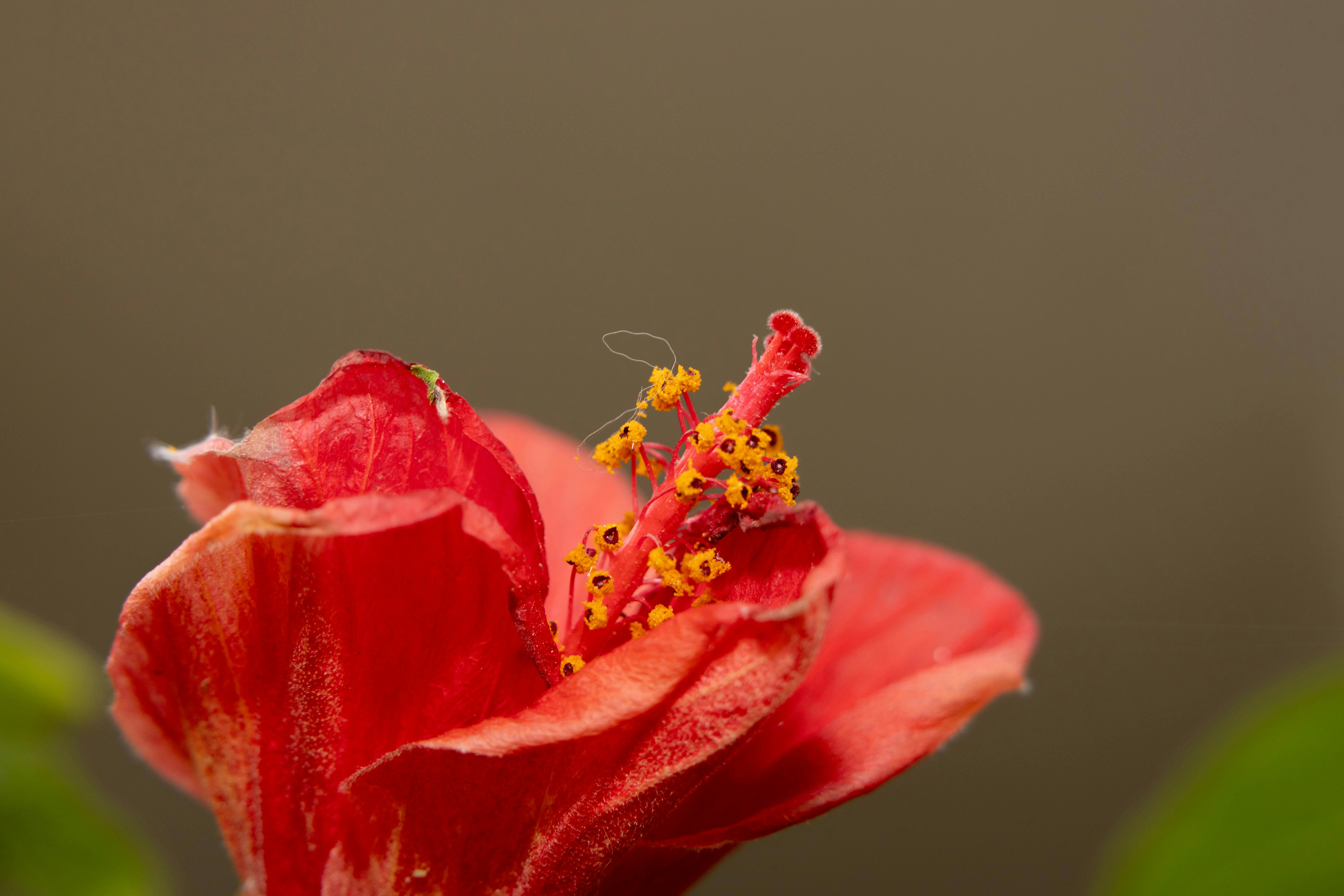 Kostenlos Kostenloses Stock Foto zu bestäubung, blühen, blume Stock-Foto