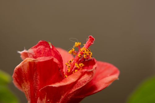 Free Vibrant red hibiscus bloom with detailed stamen in a soft-focus garden setting. Stock Photo