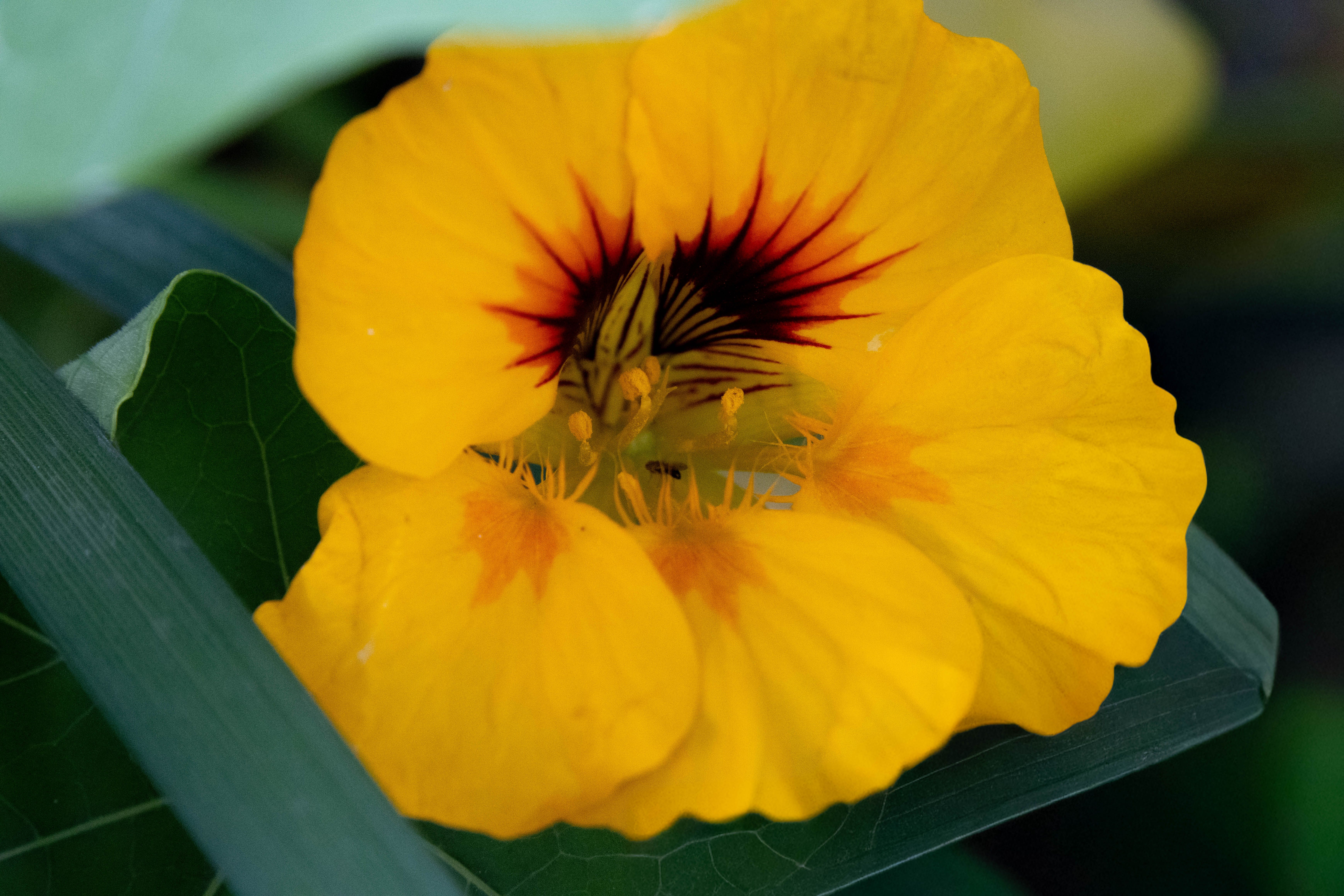 Nasturtium Mix Seeds