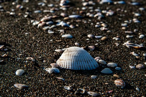 Free Close-up of a seashell on sandy beach in Georgia, highlighting the coastal landscape. Stock Photo