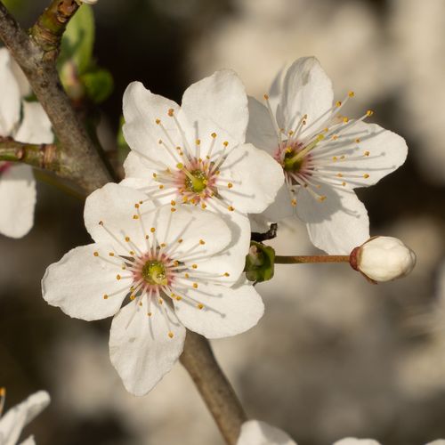 Free Detailed close-up of white spring blossoms on a sunny day. Stock Photo