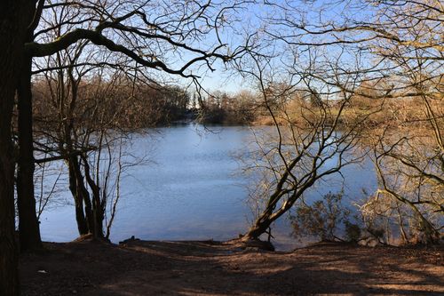 Free A scenic view of a calm lake framed by bare winter trees in England, United Kingdom. Stock Photo