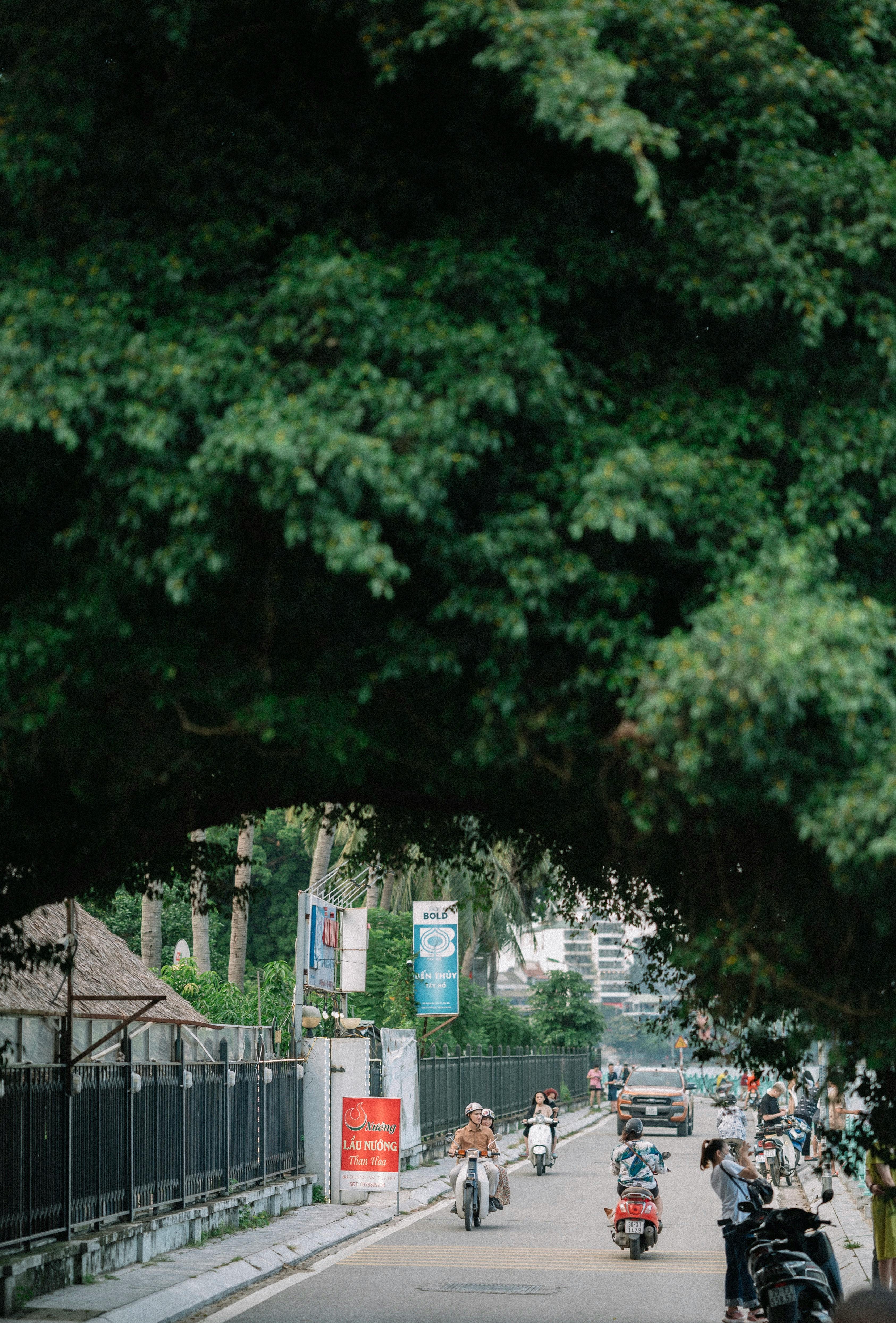 De franc Escena vibrant dels carrers de la ciutat amb motociclistes sota arbres frondosos. Foto d'estoc