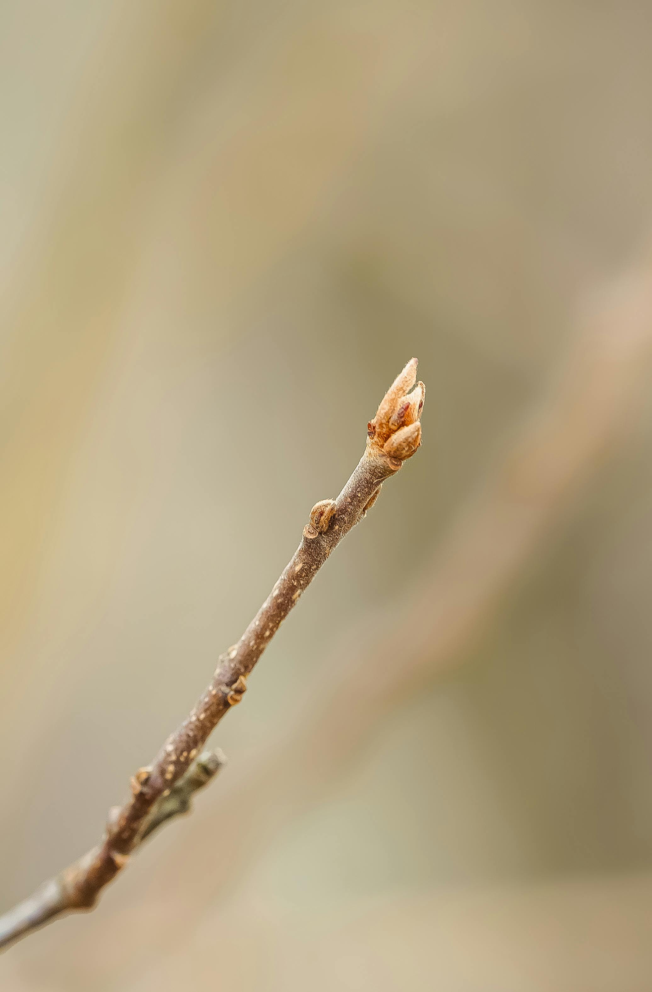 De franc Primer pla detallat d'una branca d'arbre que mostra una punta en brot, que simbolitza un nou creixement a principis de primavera. Foto d'estoc