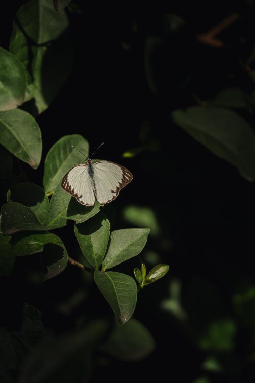 Free A delicate butterfly perched on a green leaf, captured in natural surroundings. Stock Photo