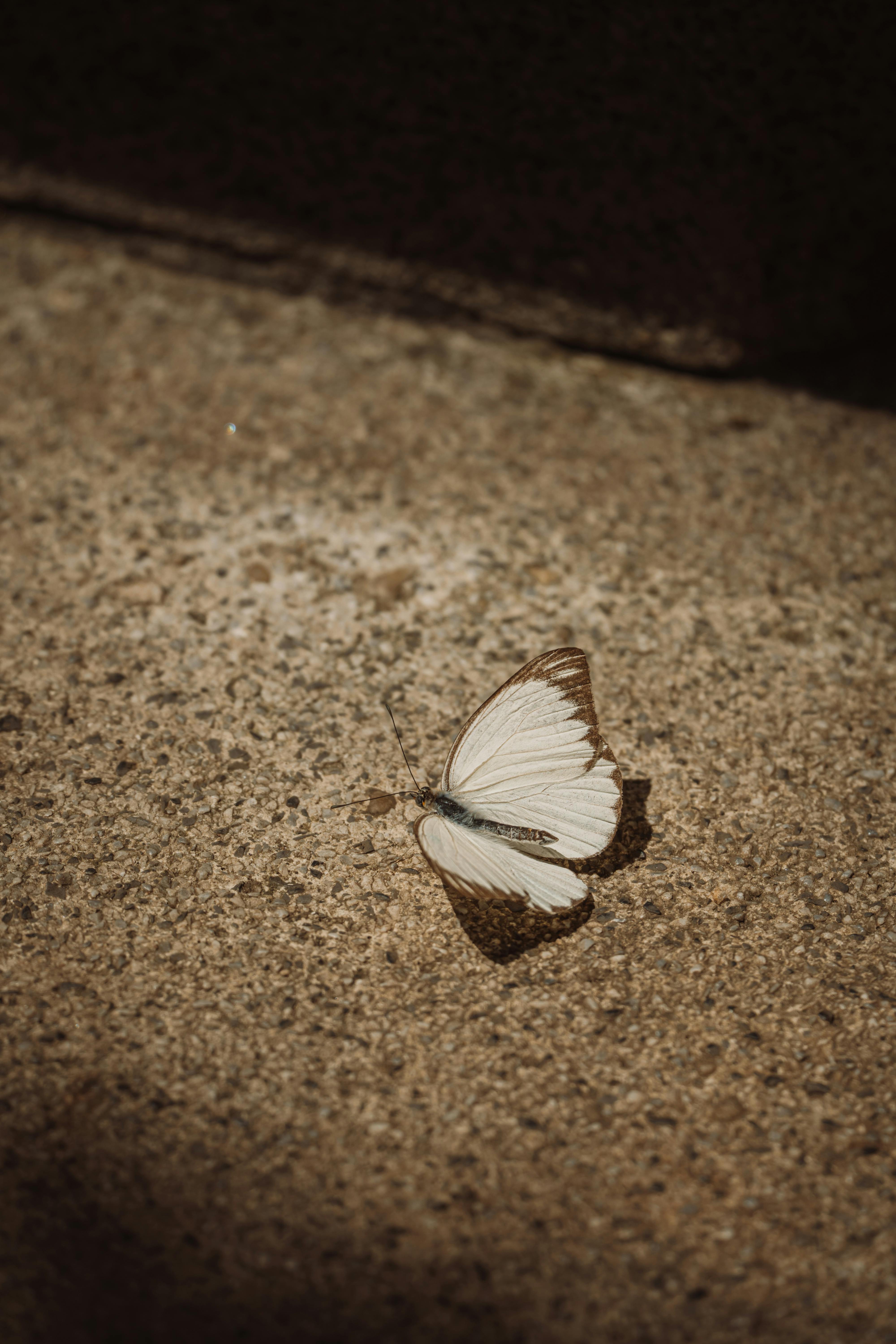 Gratis Immagine gratuita di ali delicate, ali di farfalla, ambiente Foto a disposizione