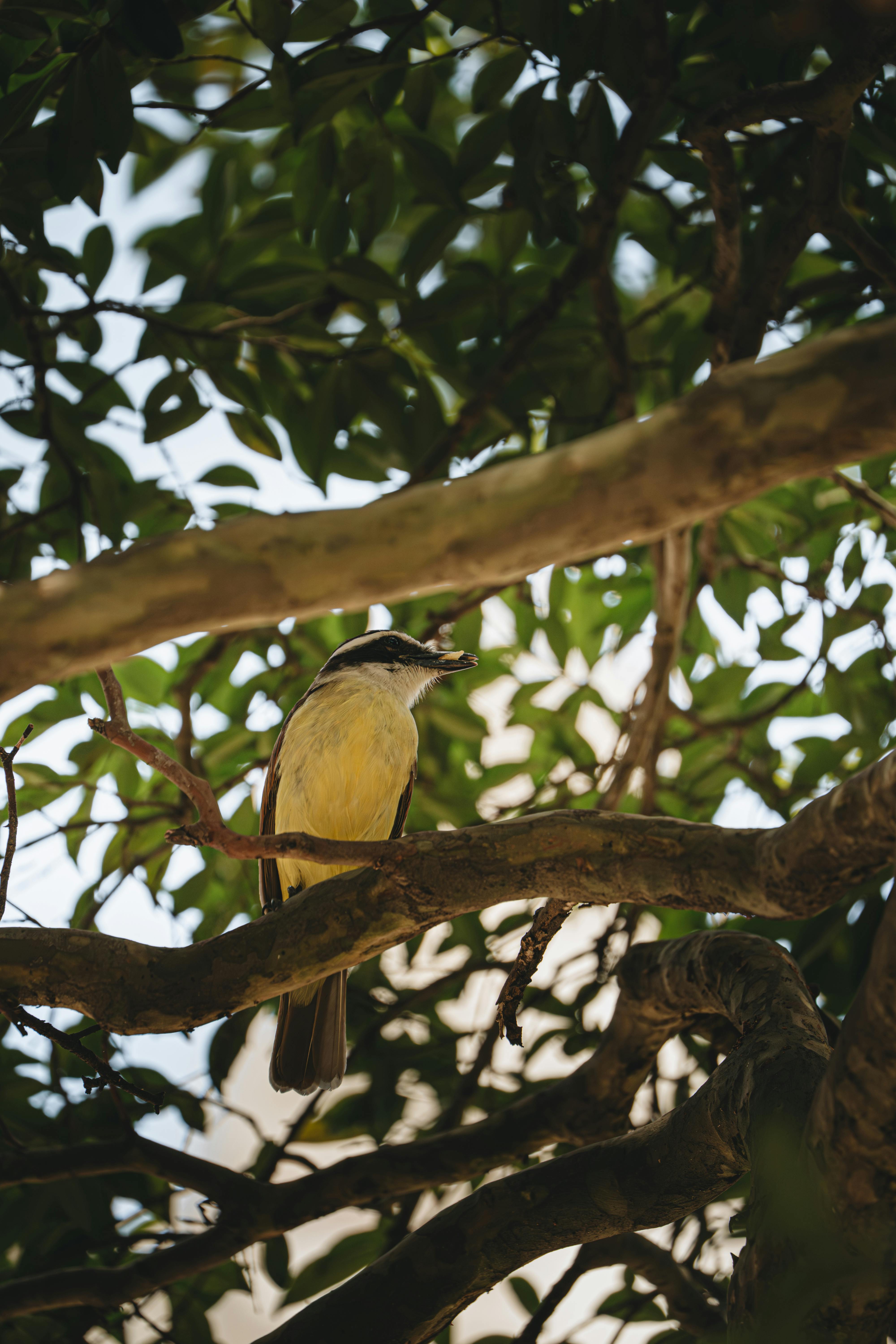 Kostenlos Ein farbenprächtiger Vogel ruht im natürlichen Licht auf einem Ast, umgeben von dichtem, grünem Laub. Stock-Foto