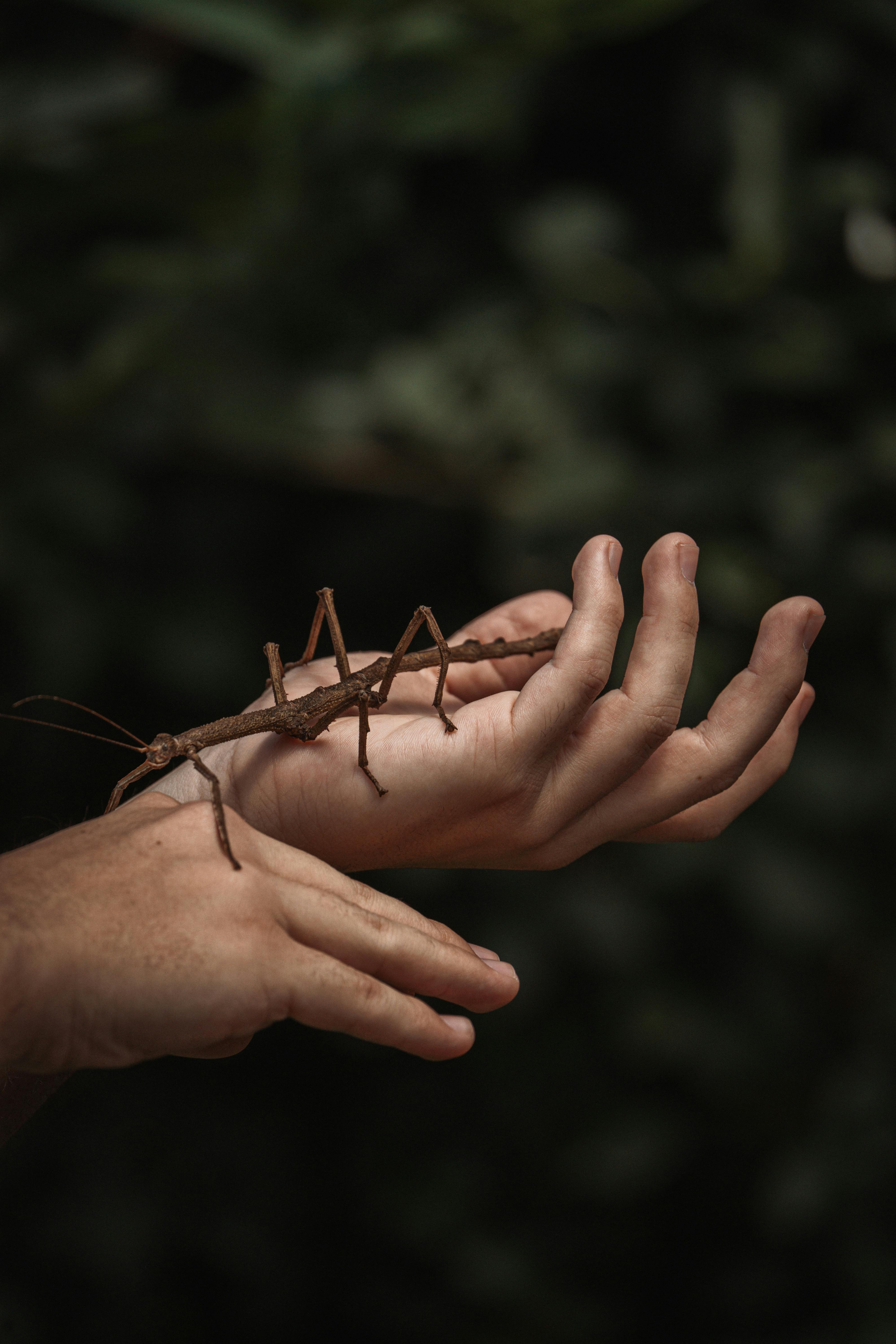 Free A stick insect crawls gently on human hands, showcasing nature's camouflage skills. Stock Photo