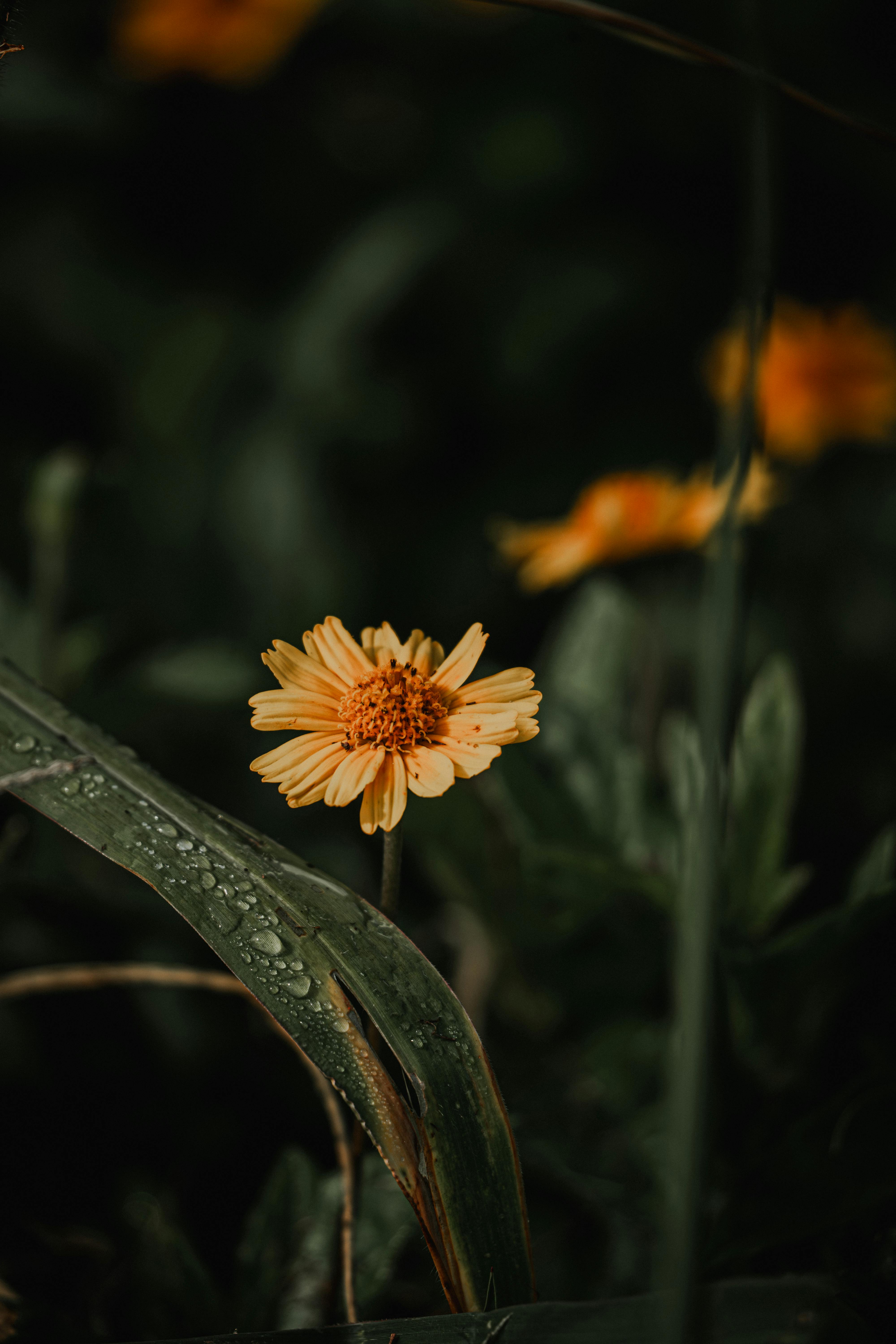 Gratuit O floare galbenă vibrantă, evidențiată pe un frunziș verde închis, prezentând picături naturale de rouă. Fotografie de stoc