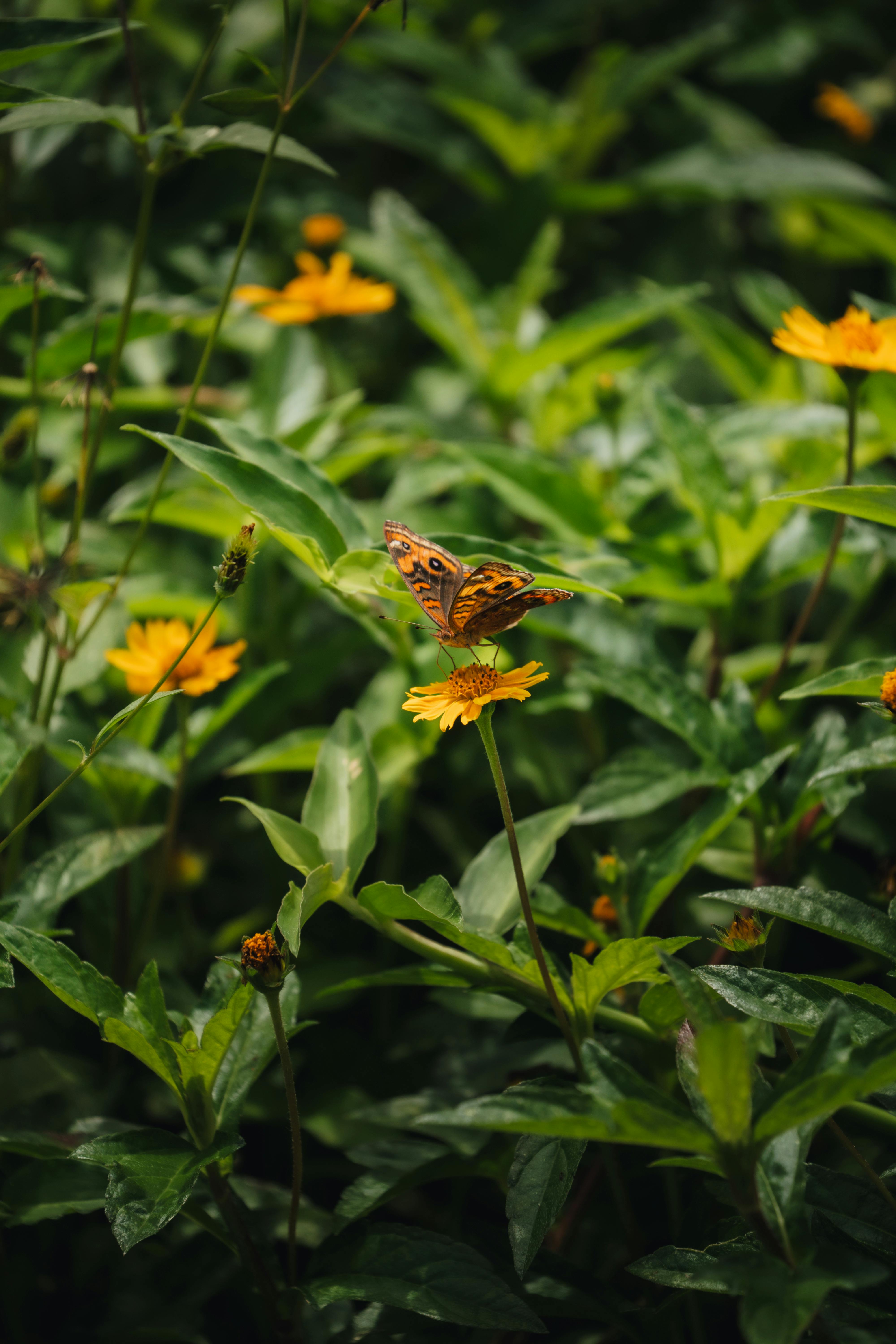 Kostnadsfria En vacker fjäril uppe på en vibrerande gul blomma bland frodigt grönt bladverk i en trädgårdsmiljö. Stock foto