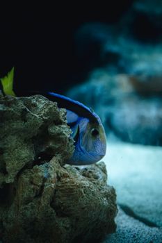 A vibrant blue tang fish peeks out from a rocky coral formation in an aquarium setting.