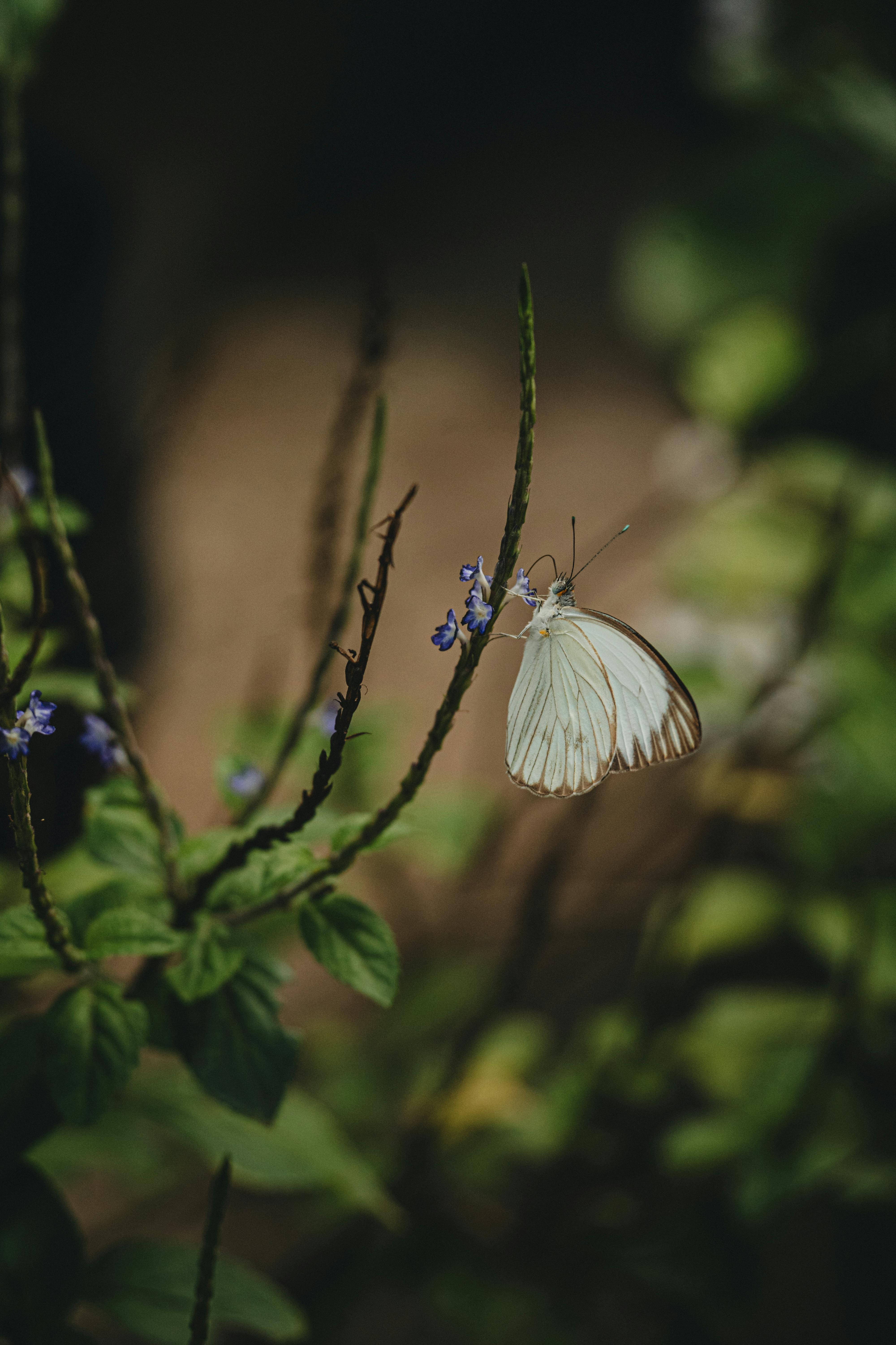 De franc Foto d'estoc gratuïta de a l'aire lliure, ales de papallona, arbust Foto d'estoc