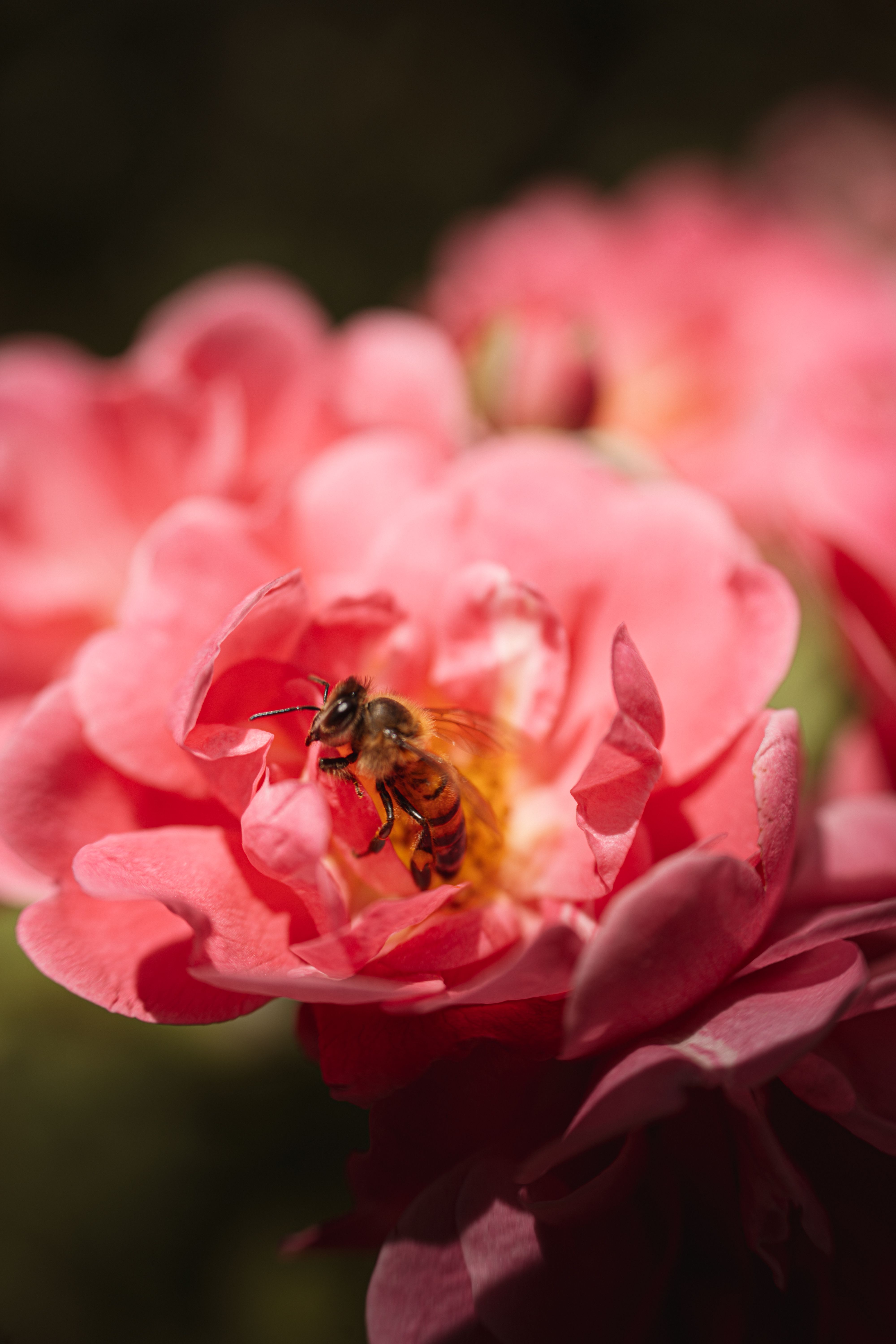 Close-up of Bee Pollinating Vibrant Pink Roses · Free Stock Photo