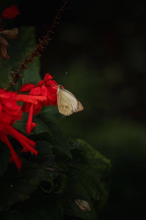 Free Delicate white butterfly perched on vibrant red flower amidst lush green foliage, captured outdoors. Stock Photo