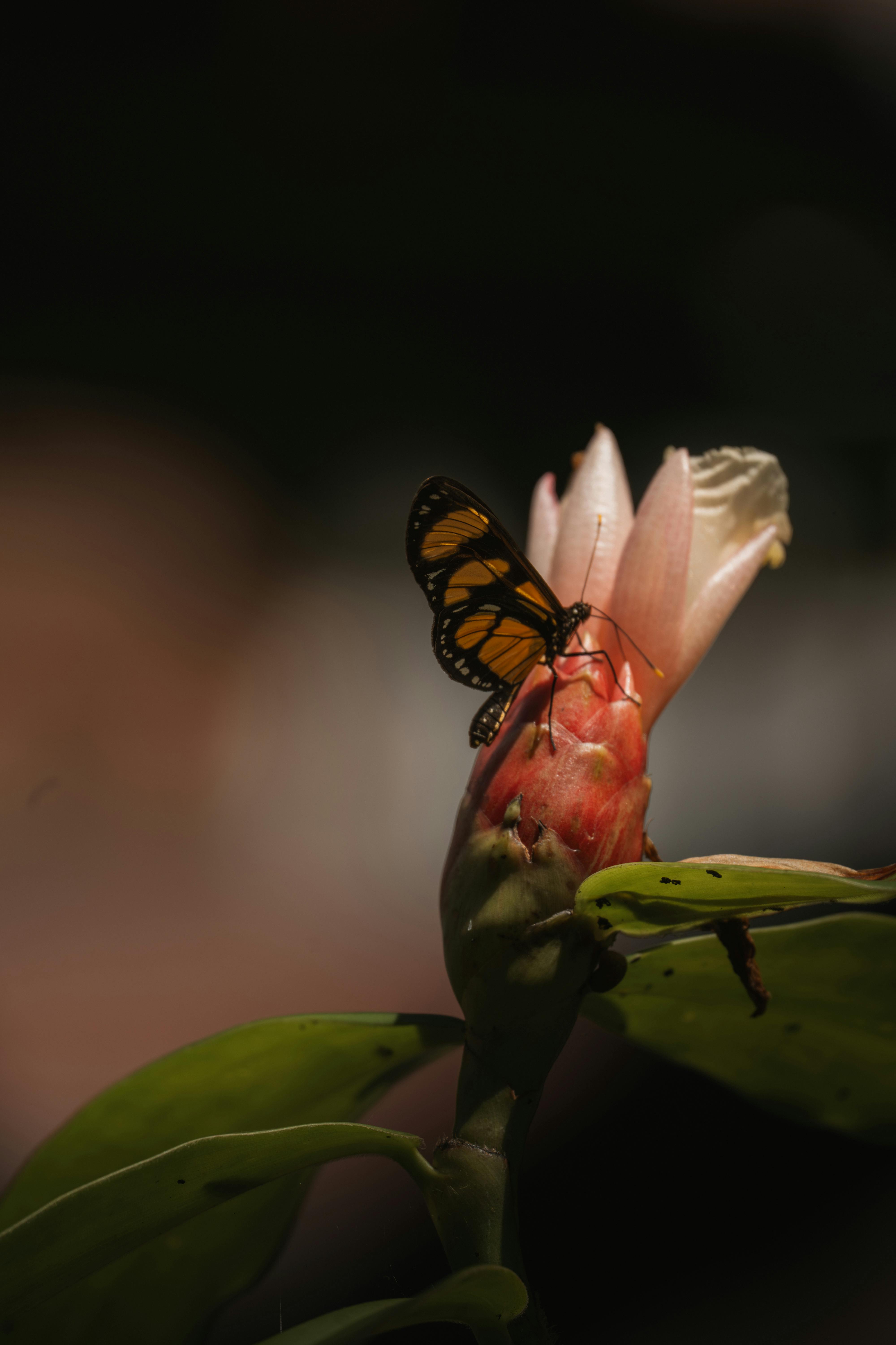 Δωρεάν Πεταλούδα Glasswing απαλά σκαρφαλωμένη σε ένα τροπικό λουλούδι στο φυσικό ηλιακό φως. Φωτογραφία από στοκ φωτογραφιών