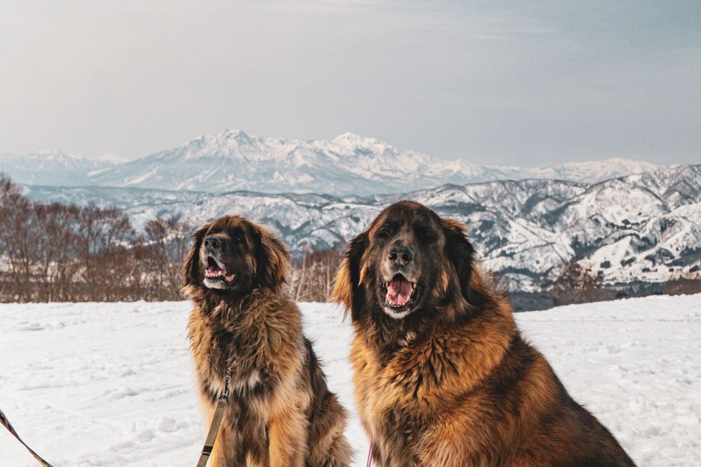 Leonberger, photo 3