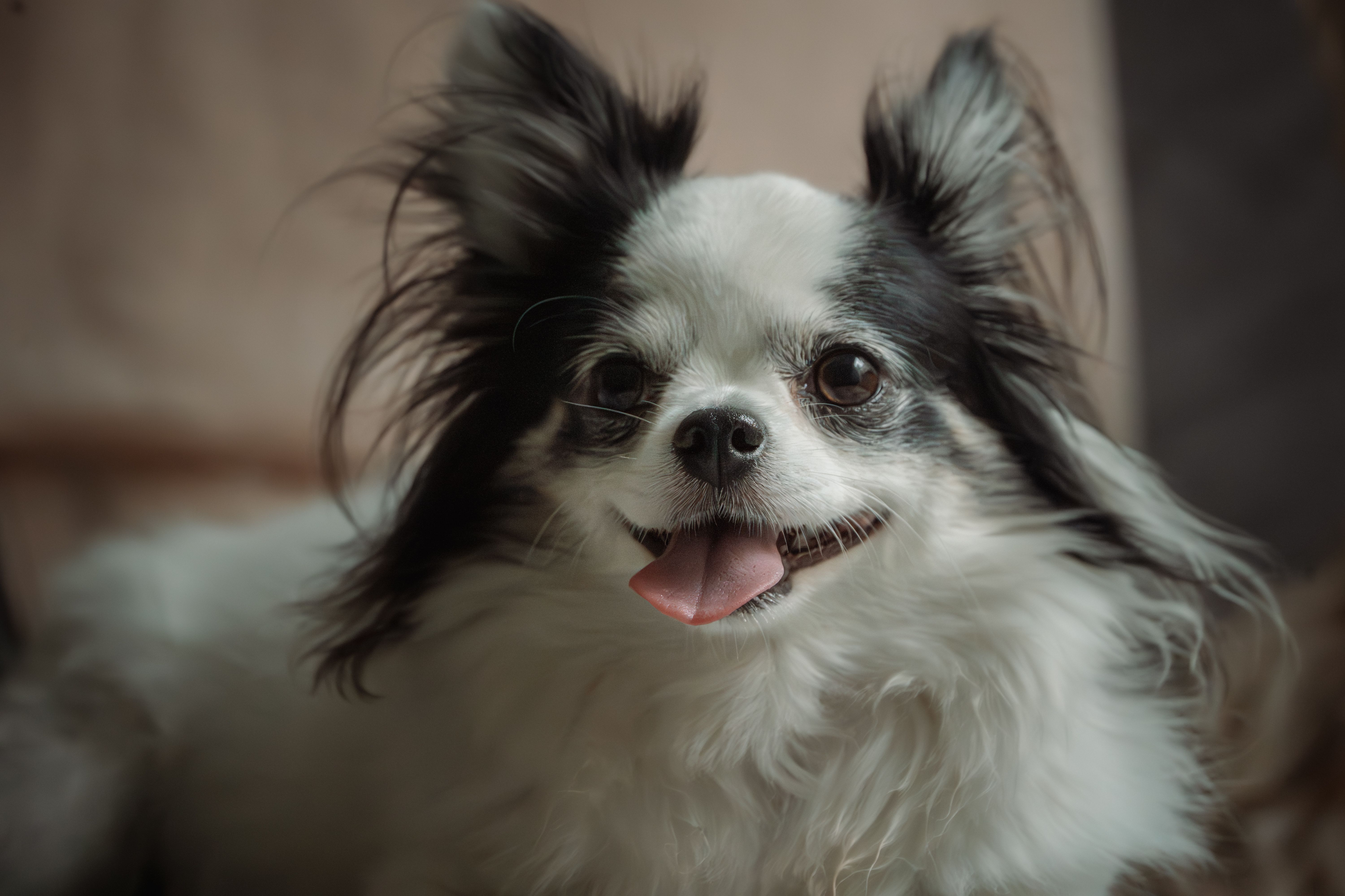 pet insurance pet wellness — Photo by Anderson Alves on Pexels