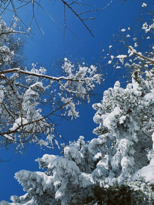 Free Winter landscape of snow-laden trees against a vivid blue sky in Gyeongsangnam-do, South Korea. Stock Photo