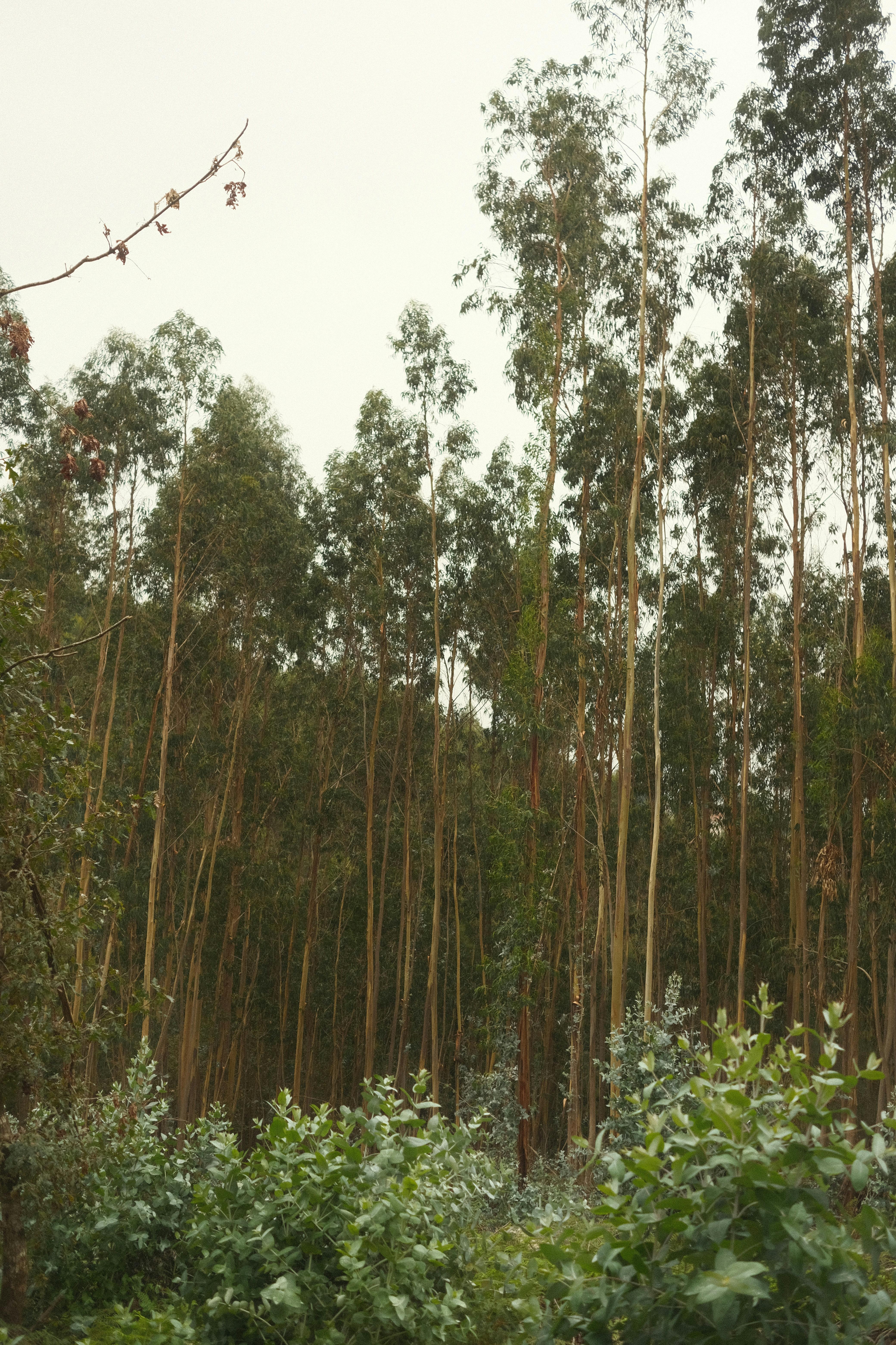 Gratis Immagine gratuita di alberi, alberi alti, ambiente Foto a disposizione