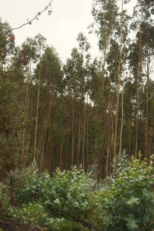 Free A tranquil scene of tall eucalyptus trees in a forested area in Galicia, Spain. Stock Photo